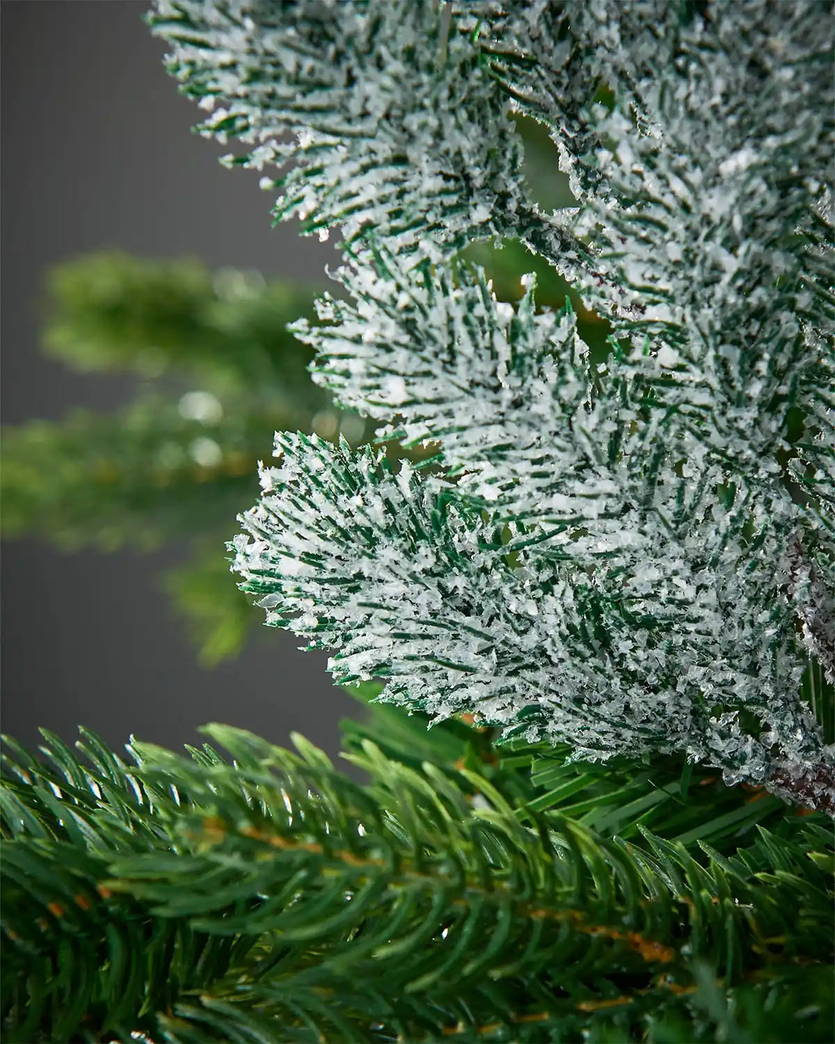 Close-up of a green pine branch bottom with frost on a dark background