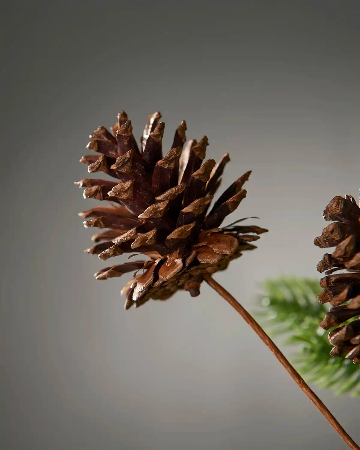 Close-up of a pine cone with a blurred green background