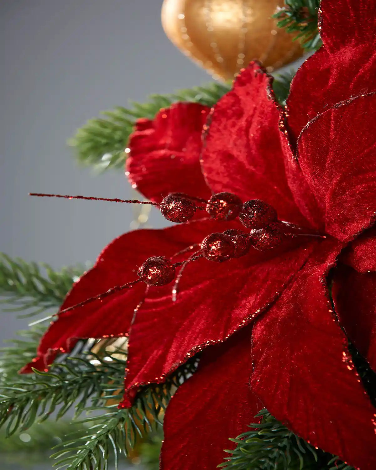 Close-up of a red poinsettia flower with green leaves on a grey background
