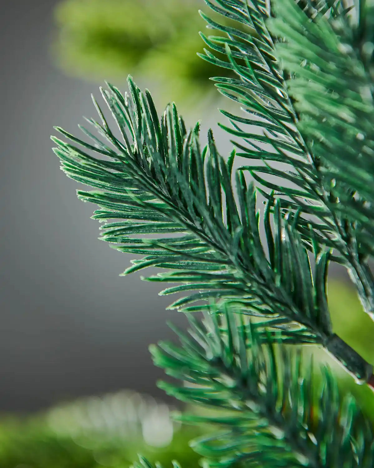 Close-up of green frosted pine needles with a blurred natural background