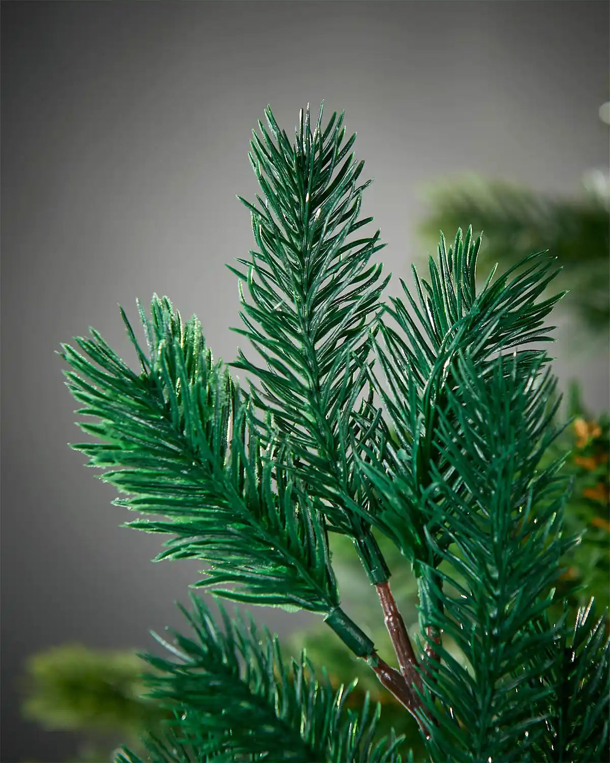Close-up of green pine needles on a Christmas tree branch blurred Grey background