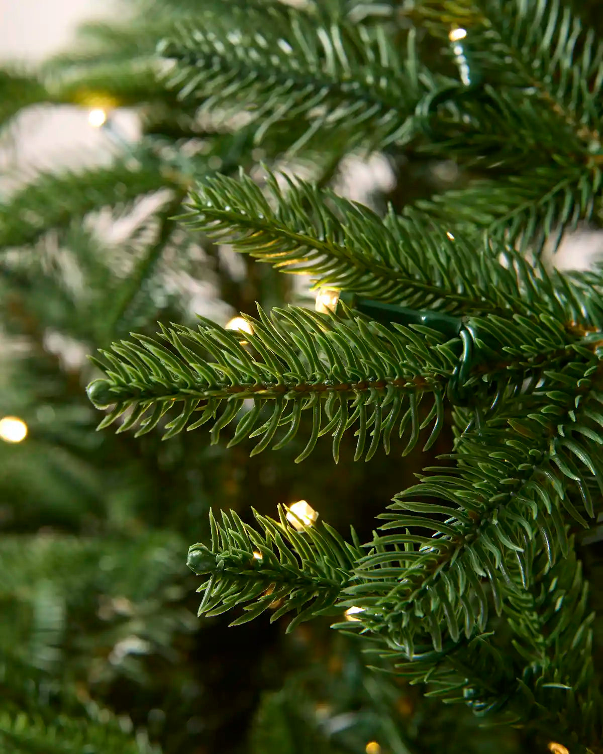 Close-up of green pine tree branches with small warm white string lights glowing softly in the background.