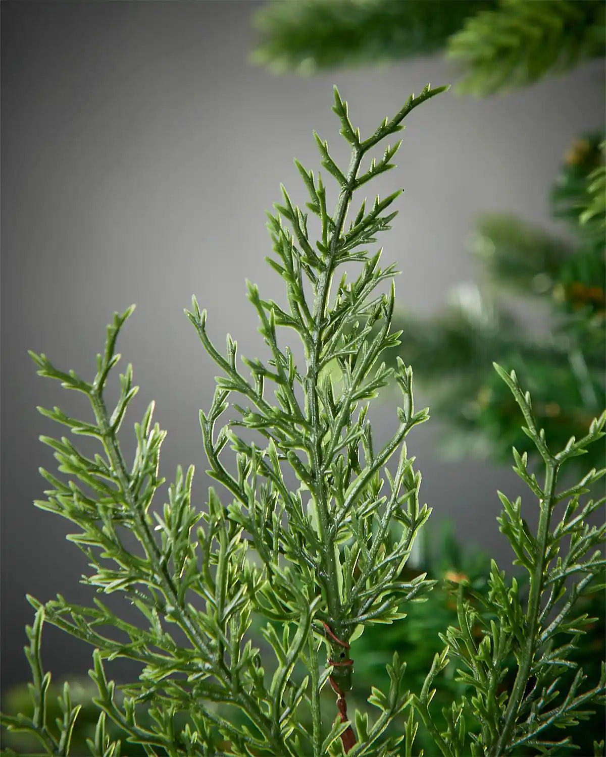 Close-up of green tree branches against a grey background