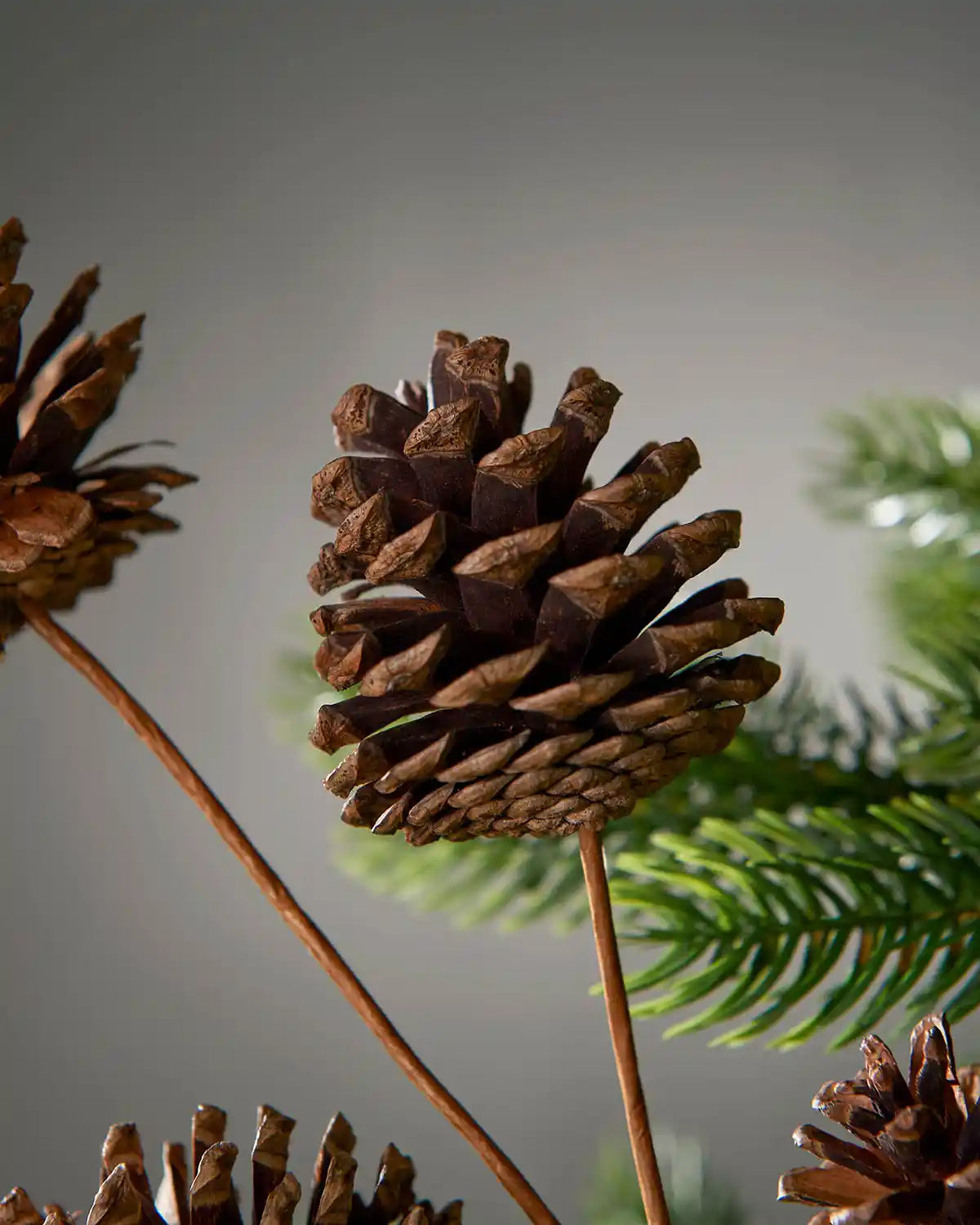 Close-up of pine cones on a stick with a blurred green and grey background