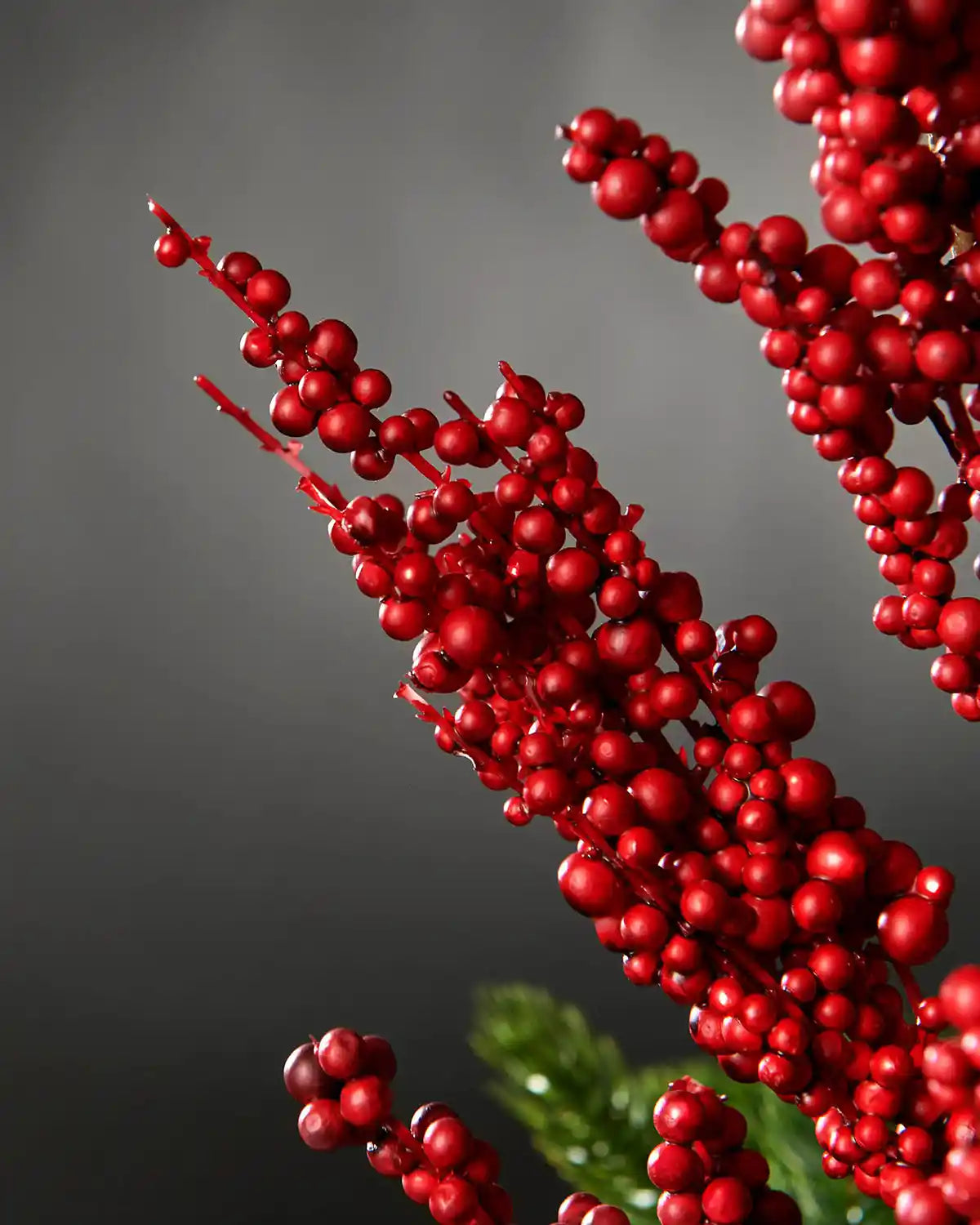 Close-up of red berries on a branch against a dark background