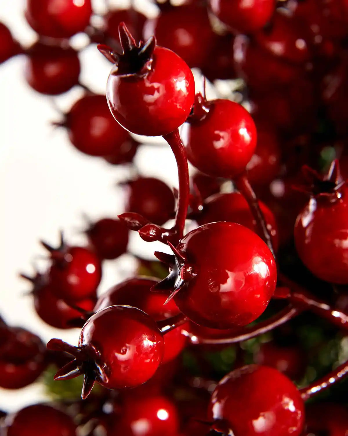 Close-up of red berries with a blurred background