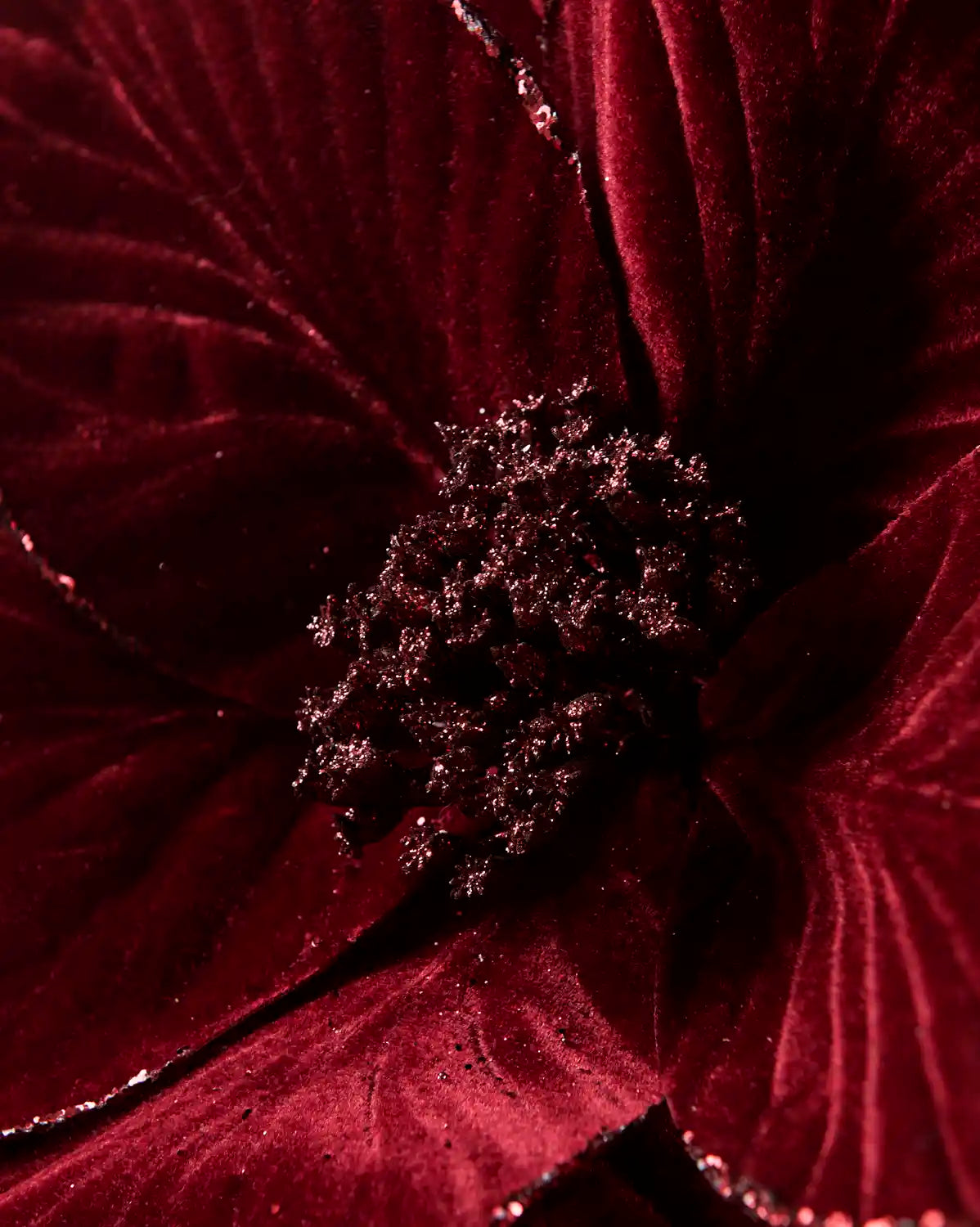 Close-up of the sparkling center surrounded by Burgundy velvet poinsettia petals with glittered edges
