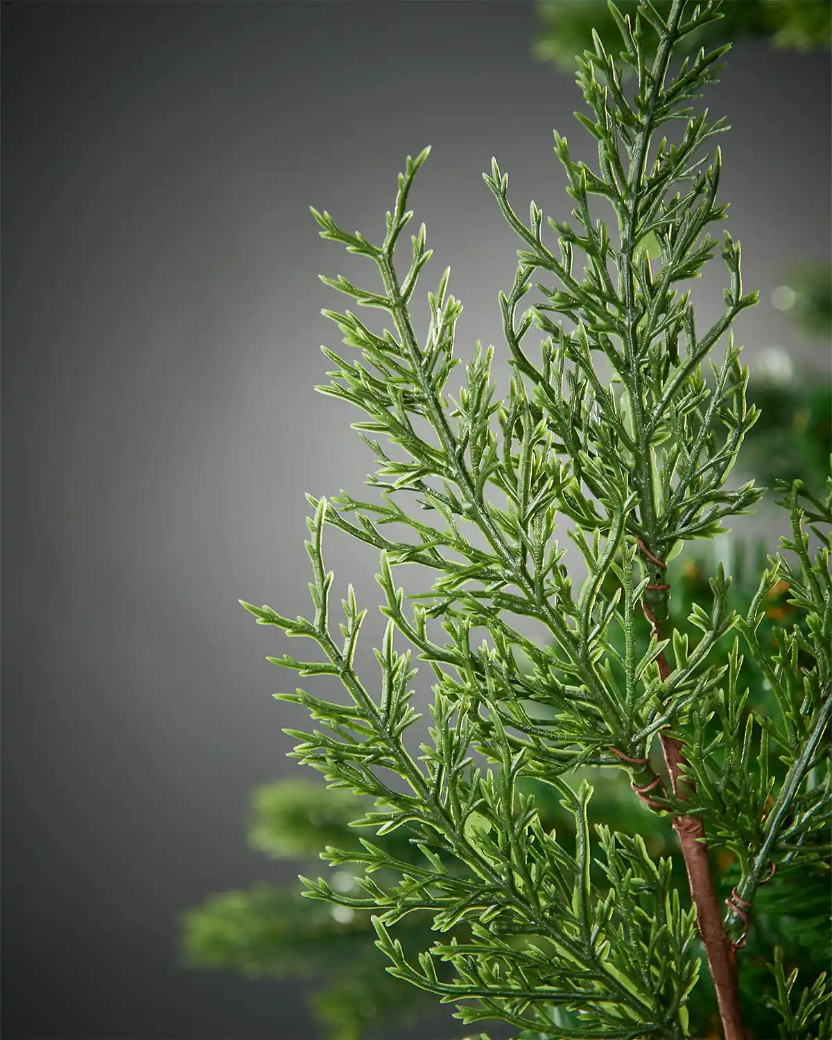 Close-up of green foliage against a grey background