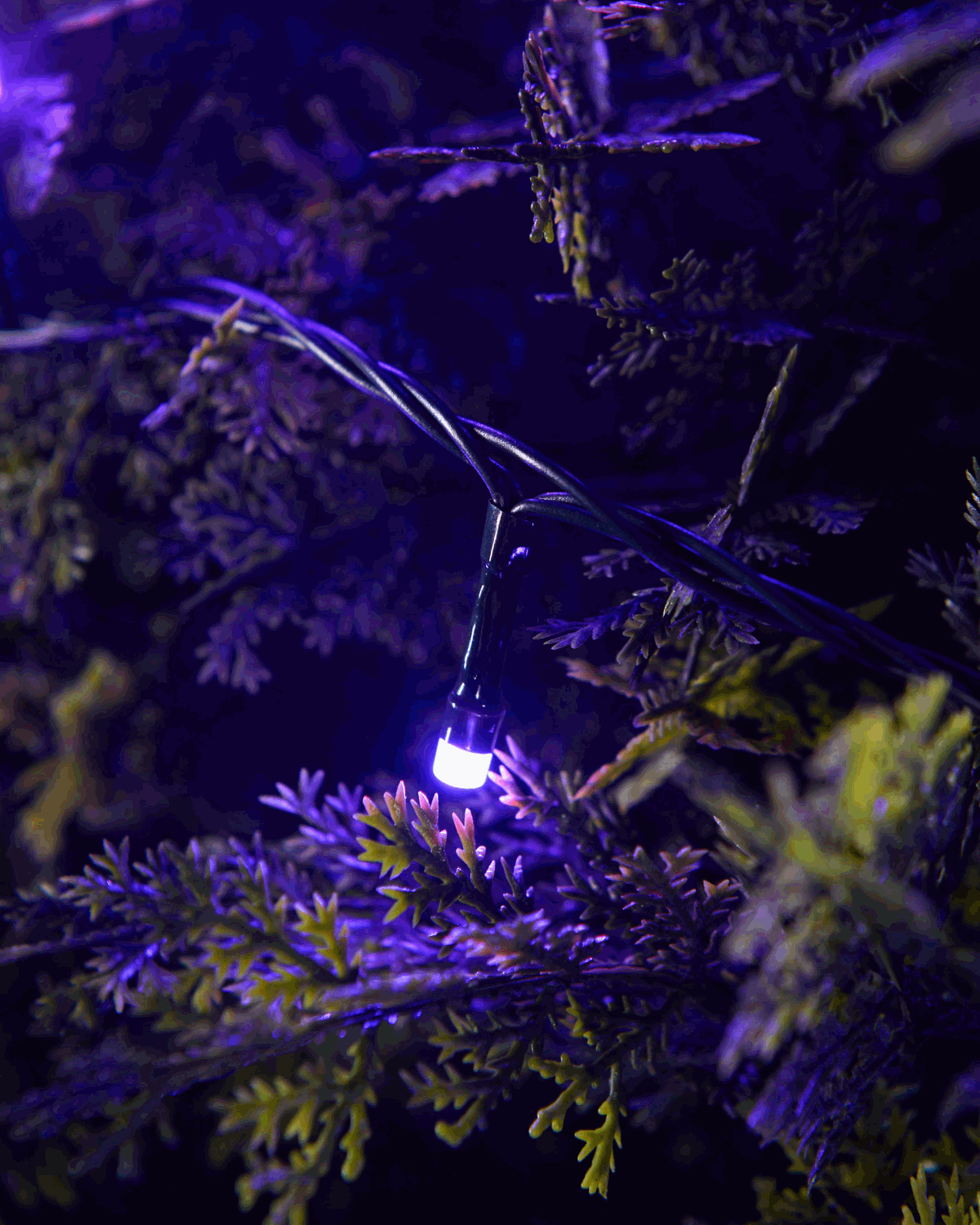 Close Up of Colour-changing LED string lights showing one singular LED flashing different colours.