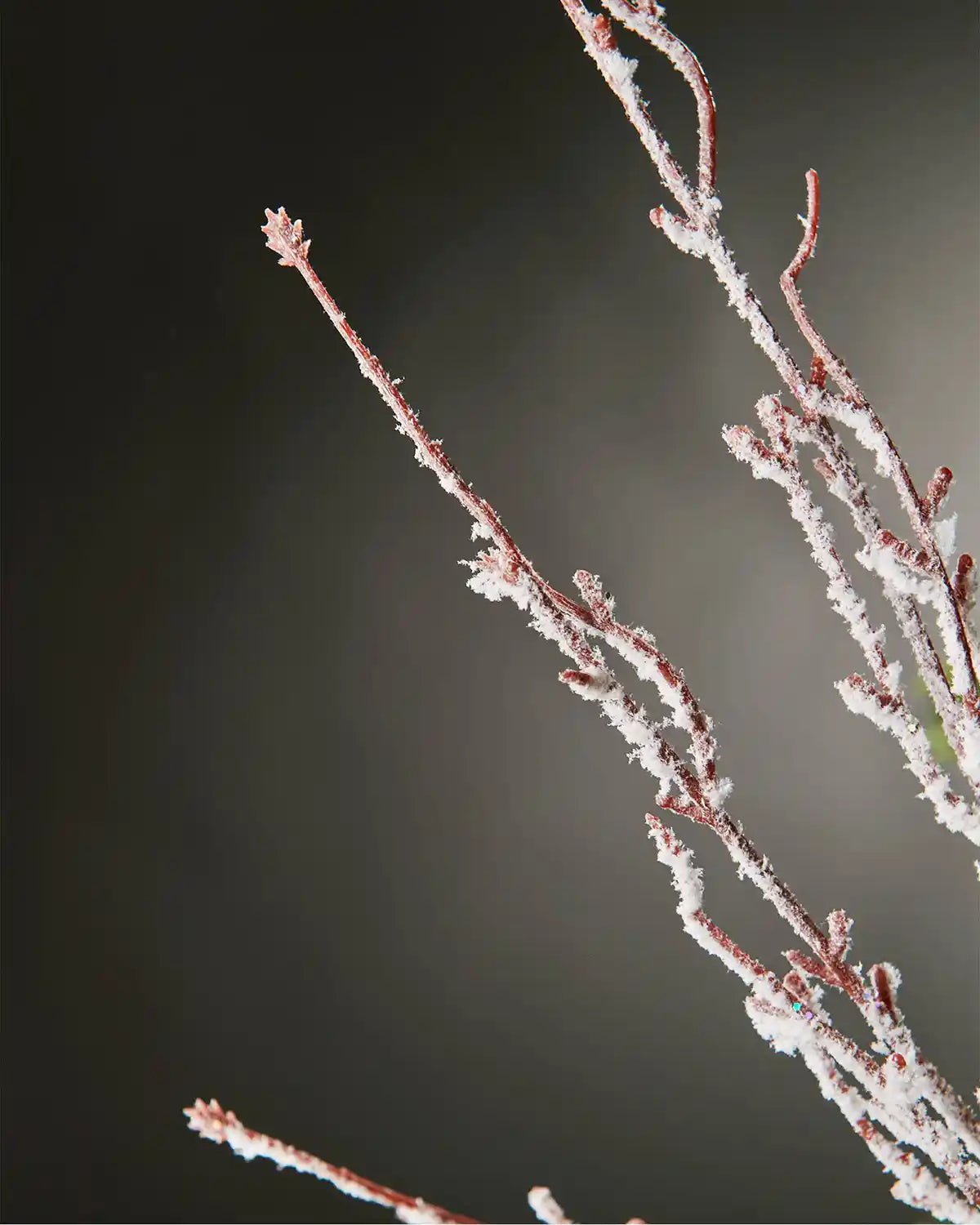 Close-up image of the ends of snow-flocked twig spray in front of a grey wall background