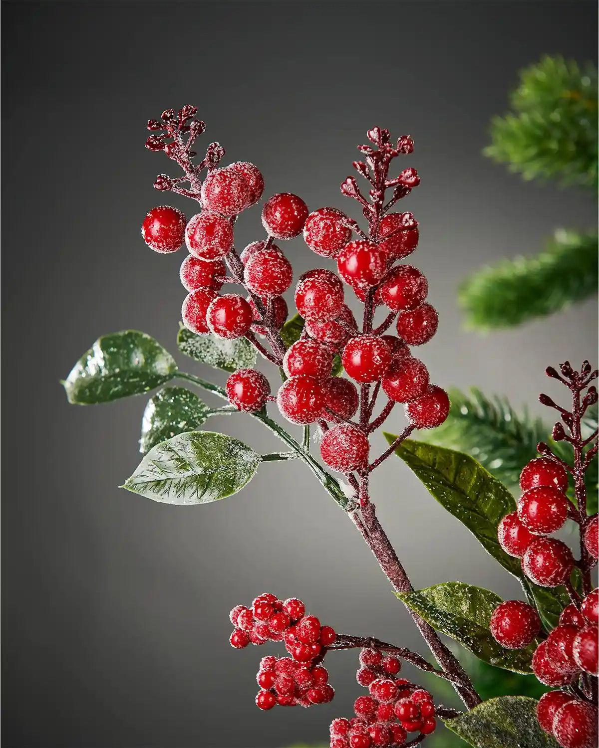 Close-up of frosted red mixed berries spray attached to Christmas tree in front of grey wall background