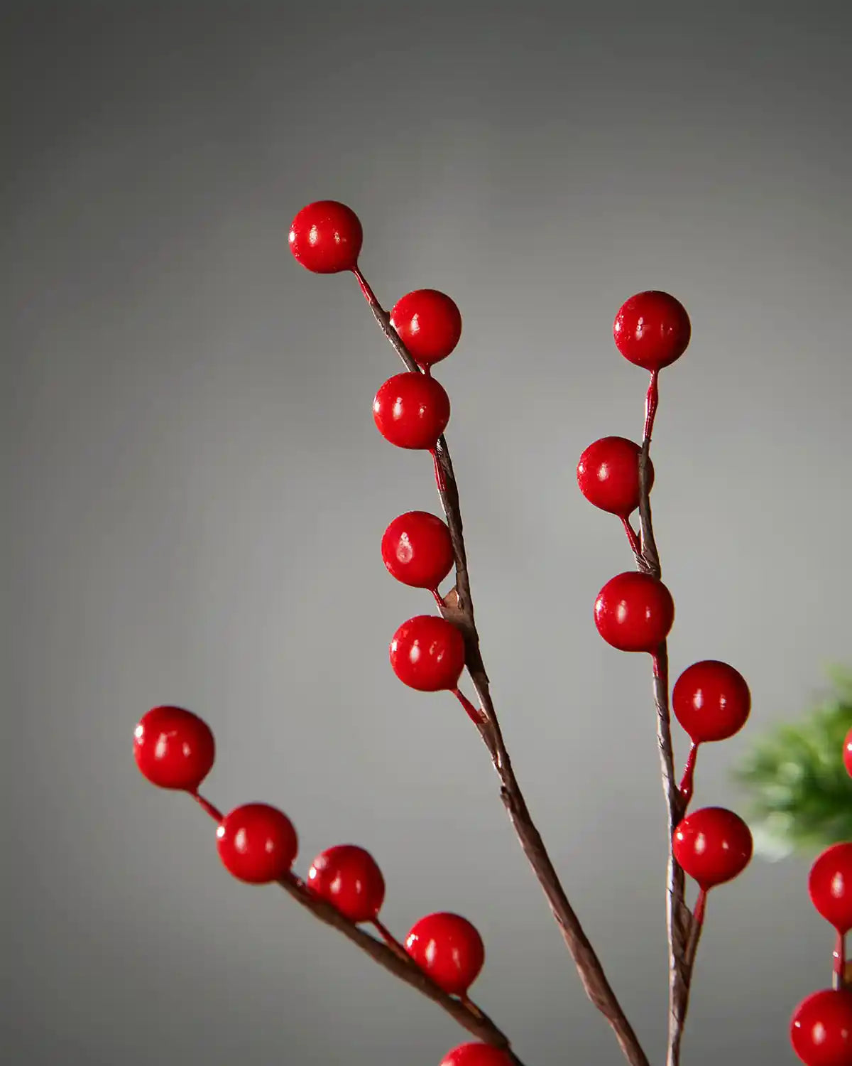 Close up of Red berries on a branch against a grey background