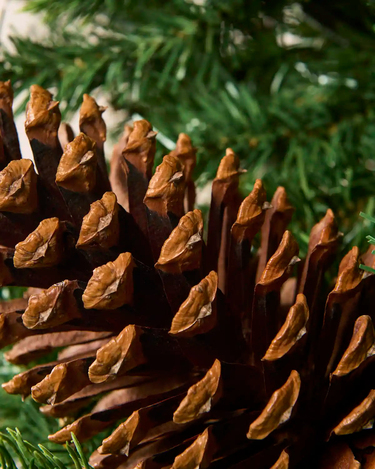 Close up of a large pinecone with blurry Christmas tree branches in the background