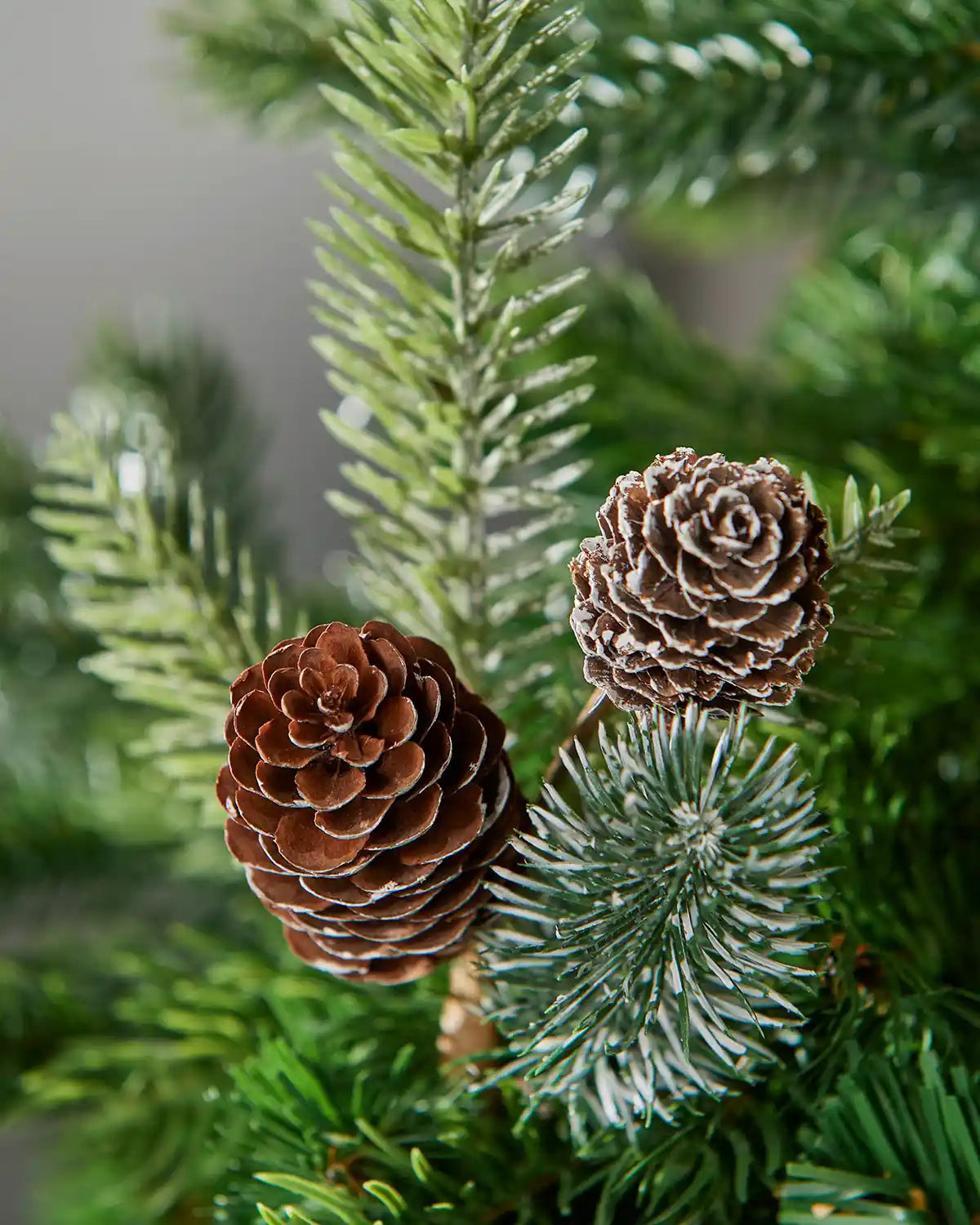 Close up of decorative frosted branch with frosted pine cones on a Christmas tree against a grey background