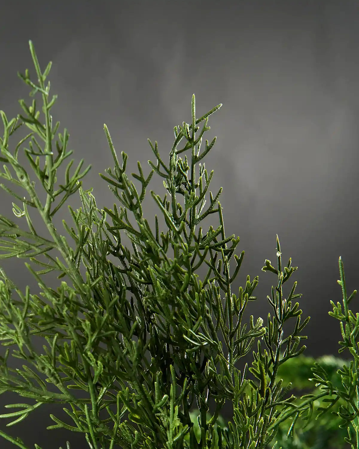 Close up of green Cedar Christmas tree pick on a Christmas tree branch against a grey background