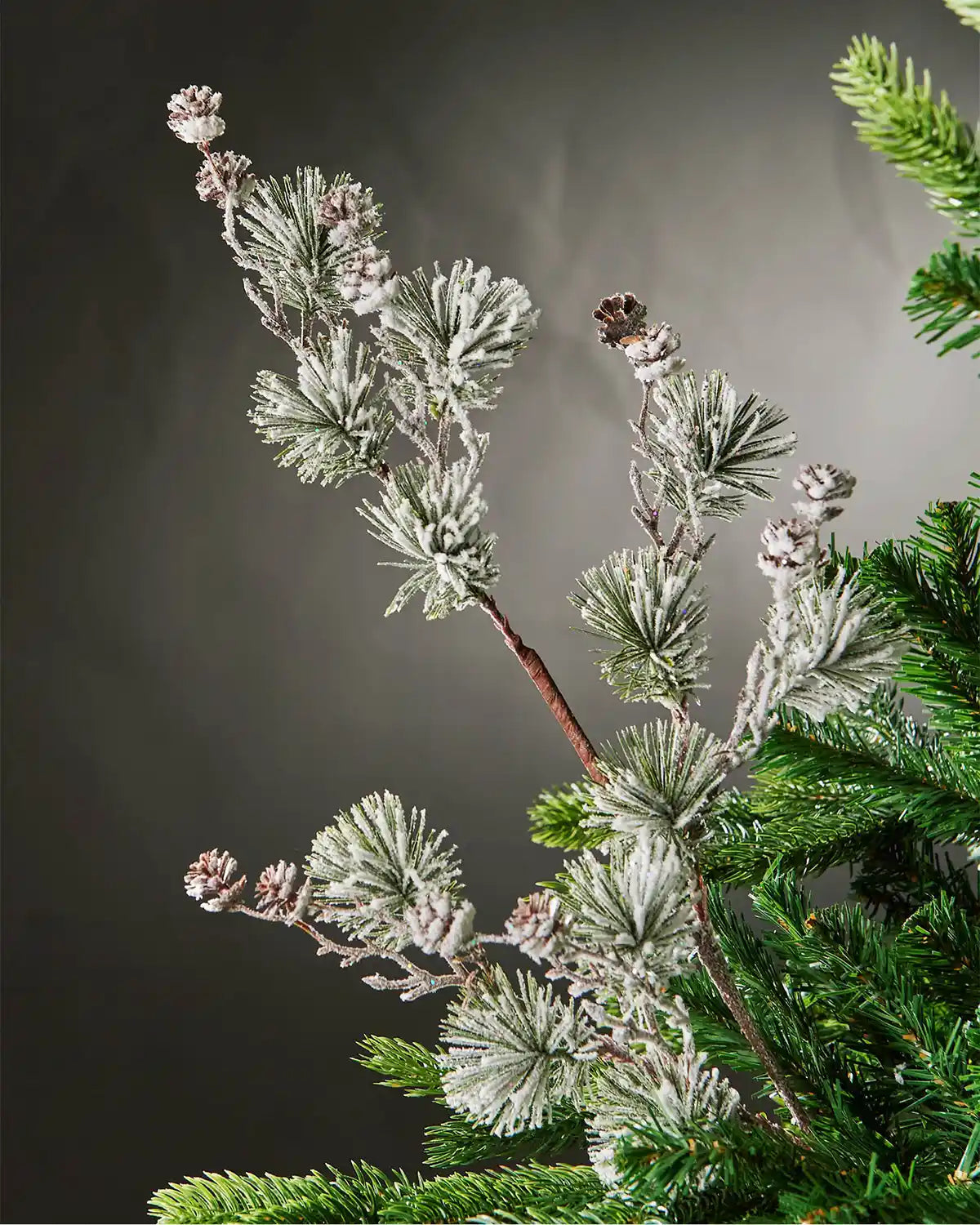 Close-up image of snow-flocked pinecone spray attached to Christmas tree in front of grey wall background