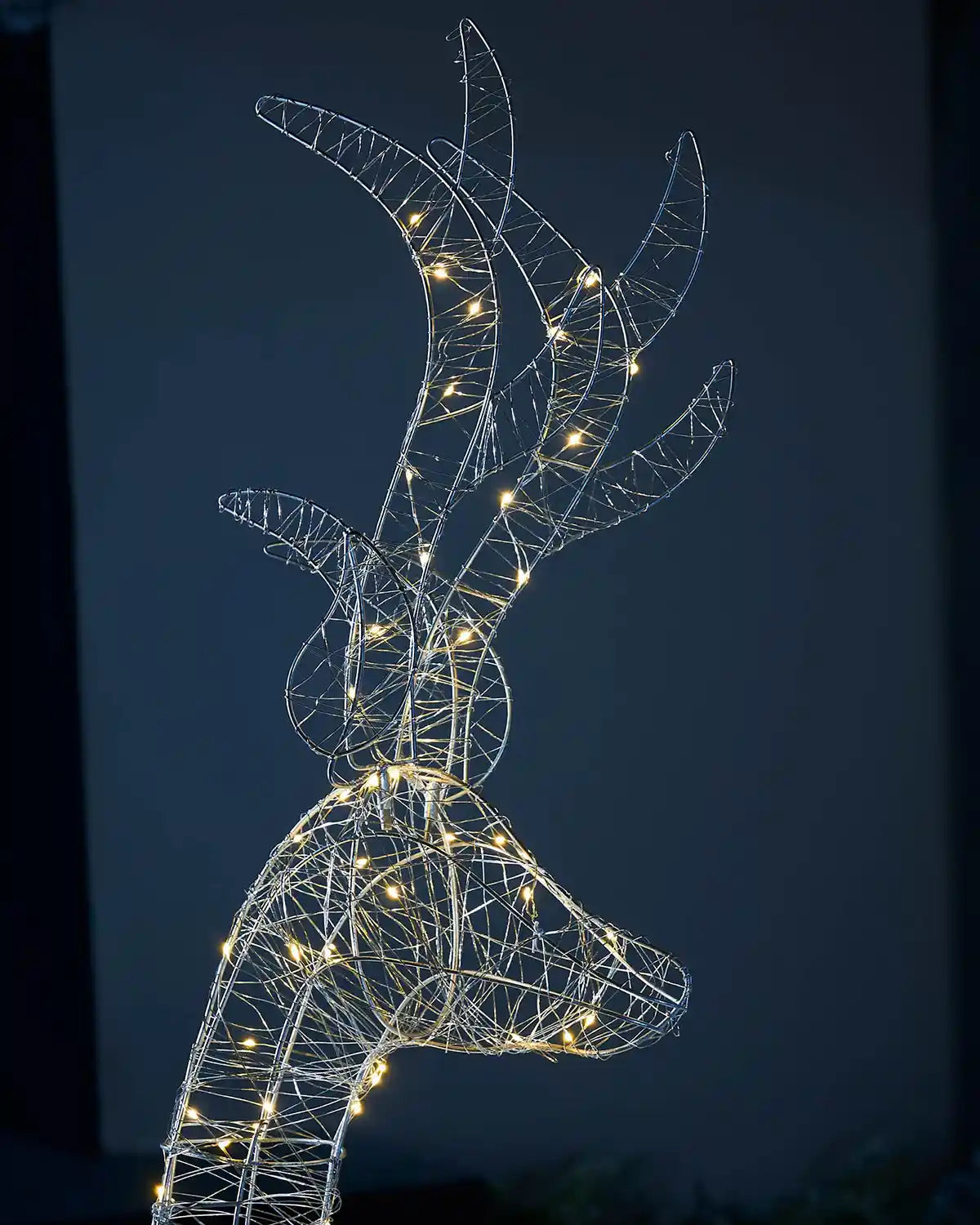 Close up of the Stag's head and antlers on a dark blue night time background in the garden 