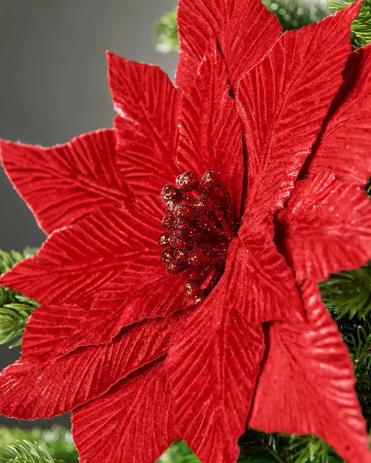 Close-up of red velvet-look poinsettia flower attached to Christmas tree in front of grey wall background