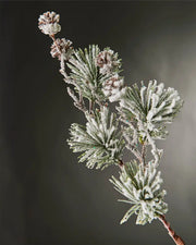 Close-up of snow-flocked pinecone spray in front of grey wall background