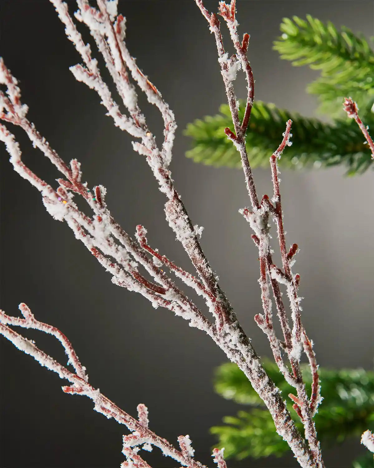 Close-up of snow-flocked twig spray attached to Christmas tree in front of grey wall background