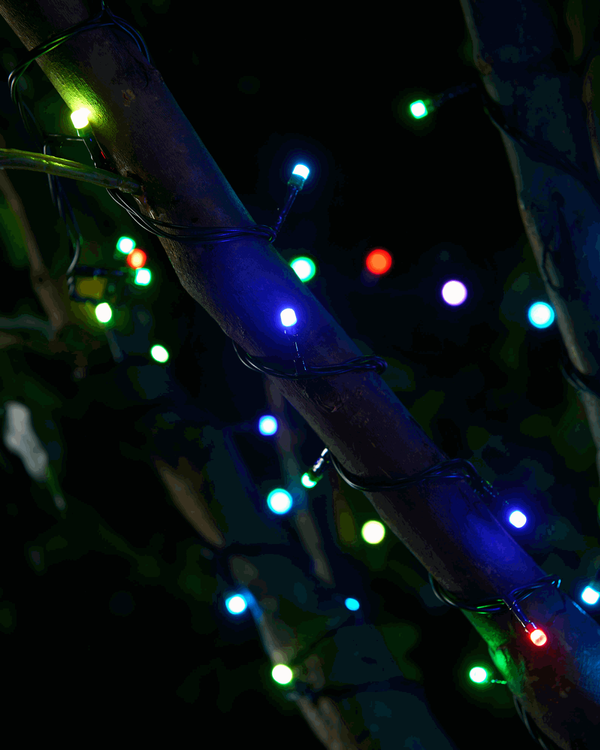 Colour-changing LED string lights wrapped around a tree branch at night, creating a vibrant display.