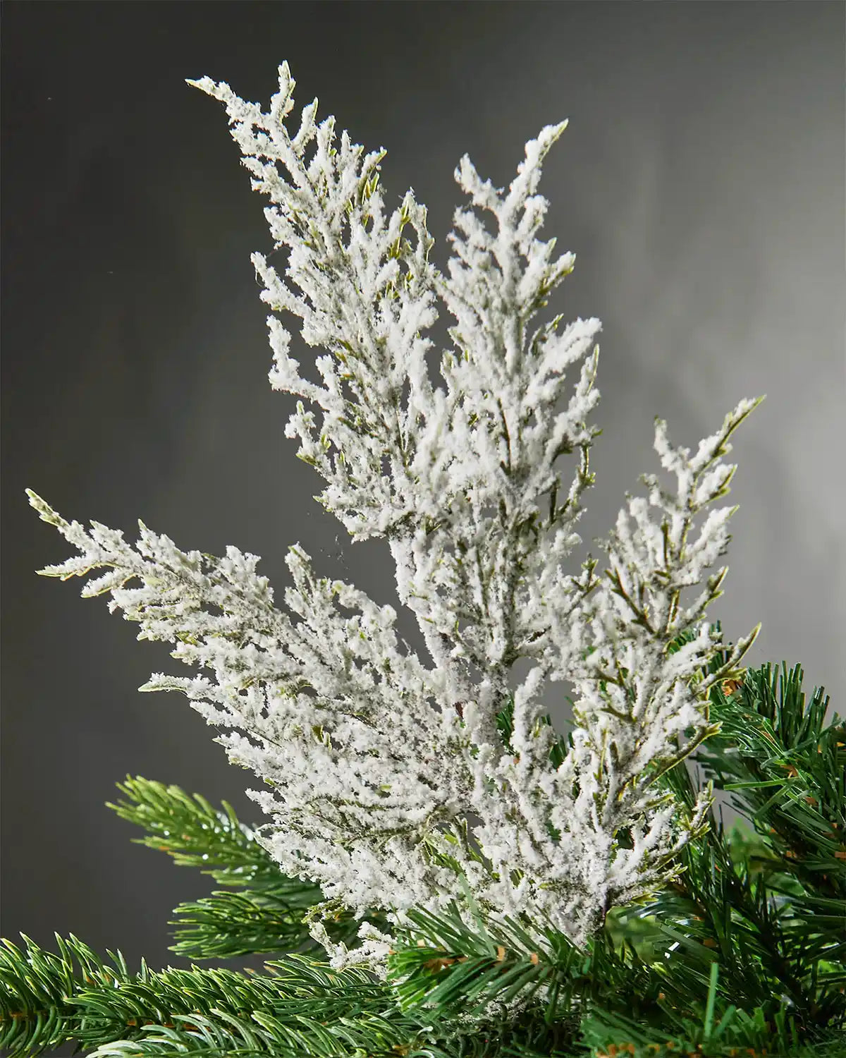 Decorative snow flocked Christmas tree branch with white frost against a dark background