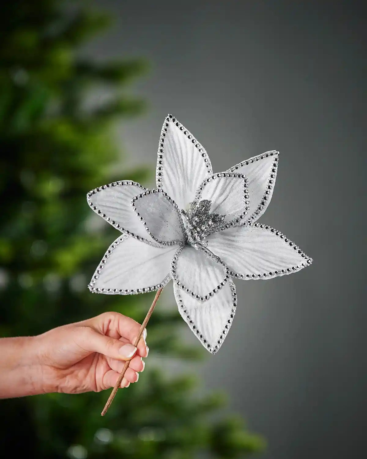 Decorative white Poinsettia
 flower on a stick held by a hand against a grey background