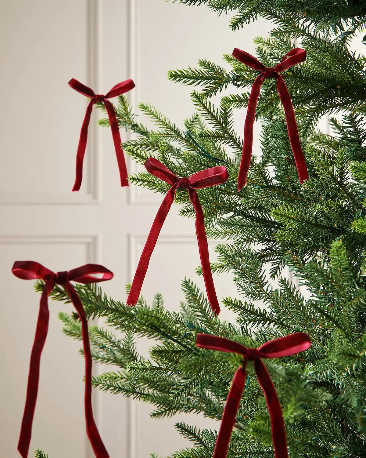 A set of five burgundy velvet bows on the edge of Christmas tree branches in front of a white background