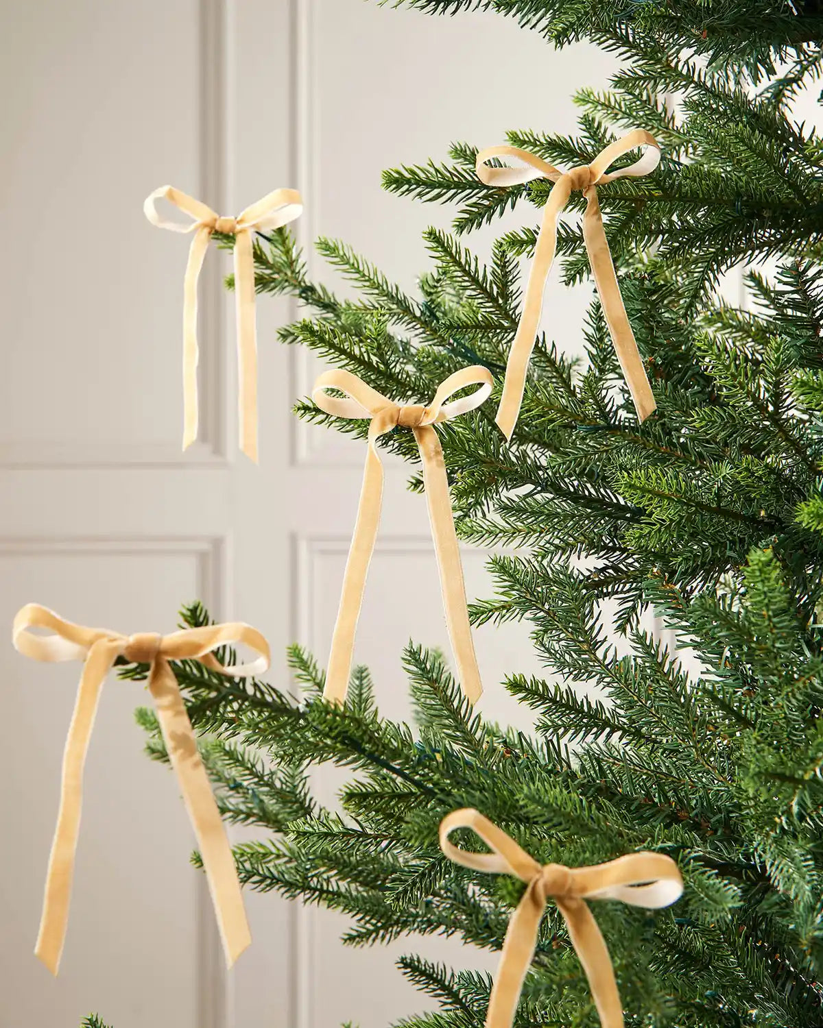 A set of five gold velvet bows on the edge of Christmas tree branches, in front of a white background