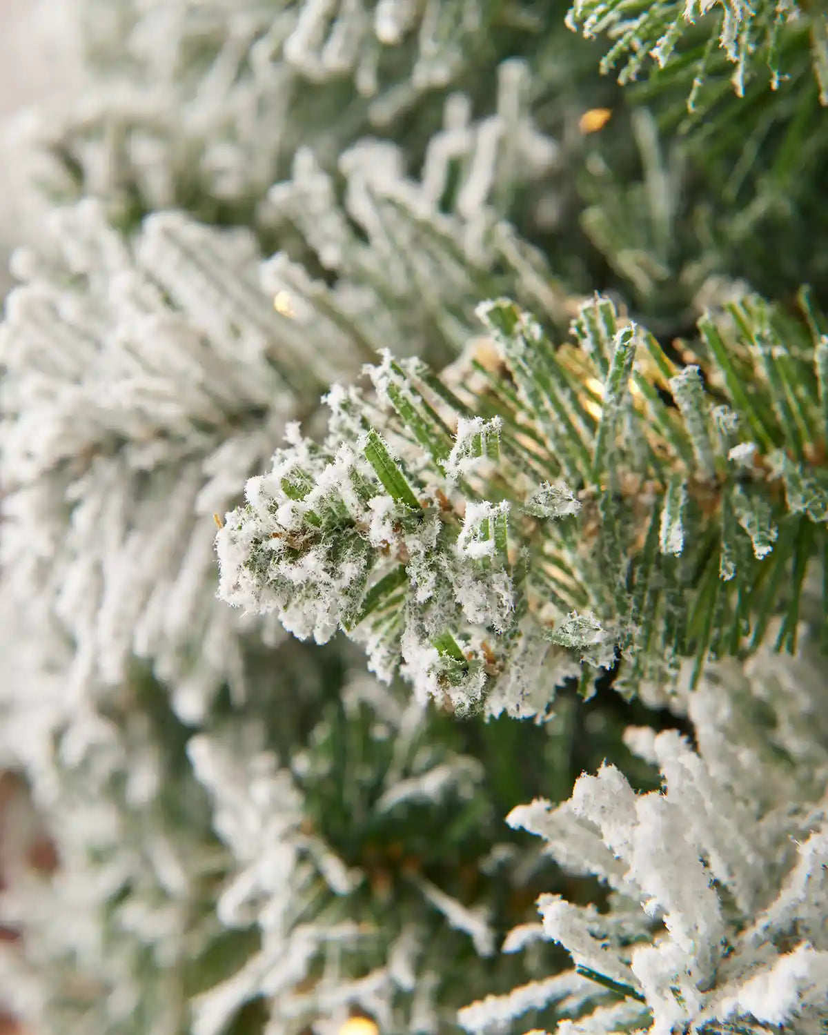 Frost-covered pine tree branches with snow