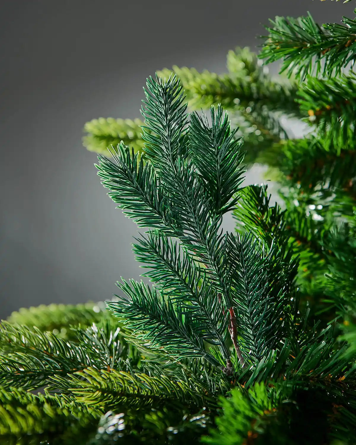 Frosted pine needle pick on a Christmas tree branch against a grey background