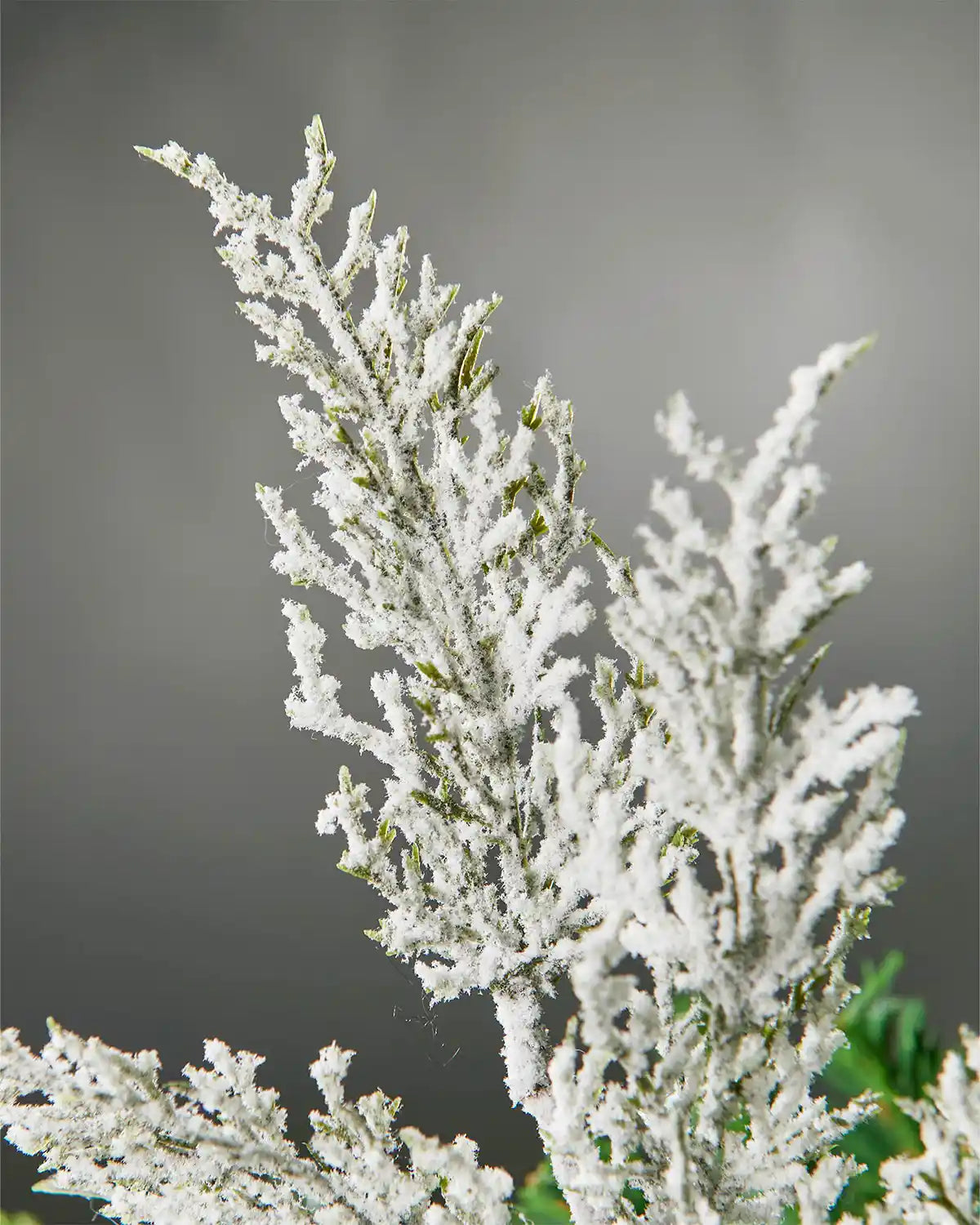 Frosted tree branch against a gray background