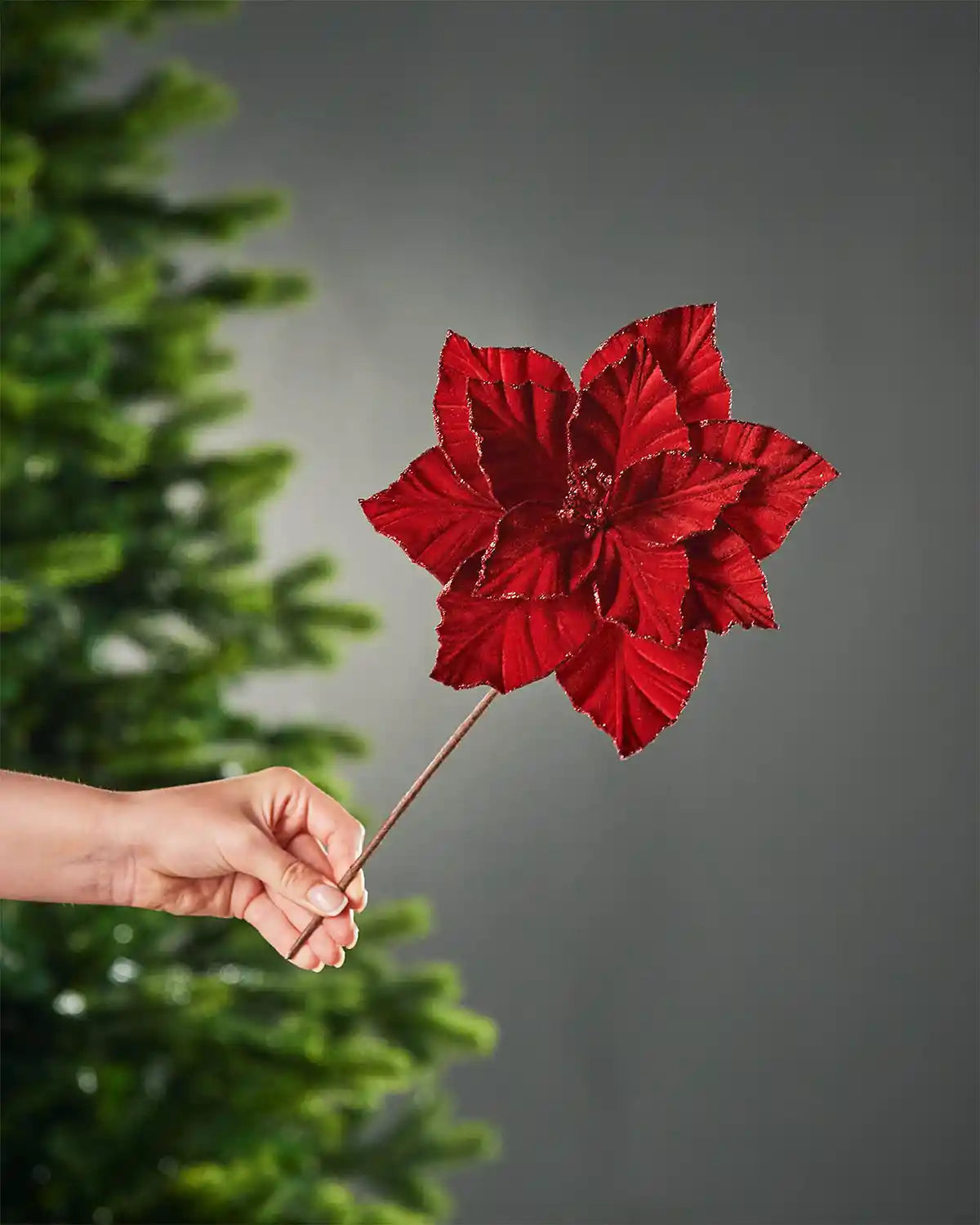 A hand holding the stem of 24cm red glitter-edge artificial poinsettia flower in front of Christmas tree and grey wall background
