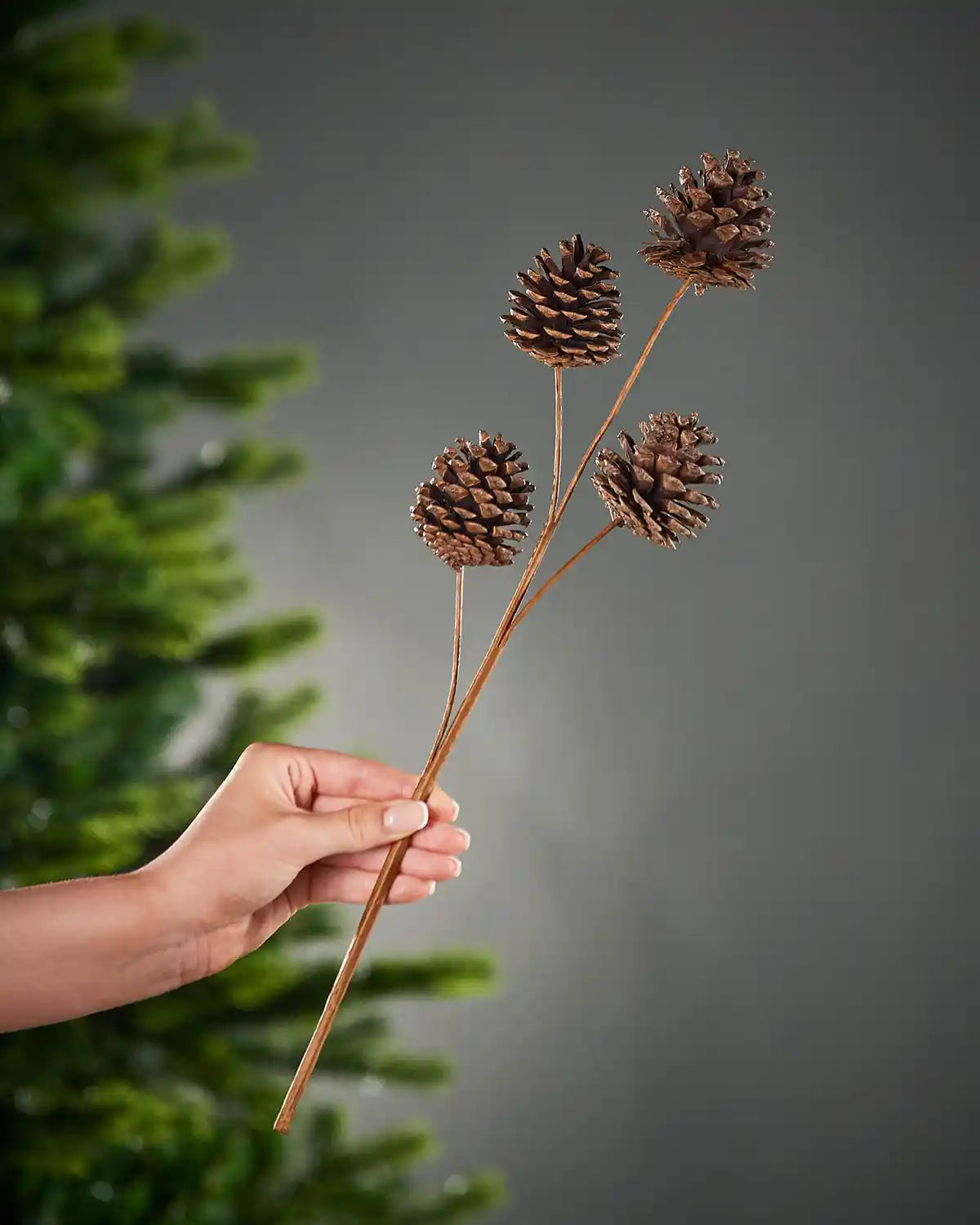 Hand holding a branch with pine cones against a grey background