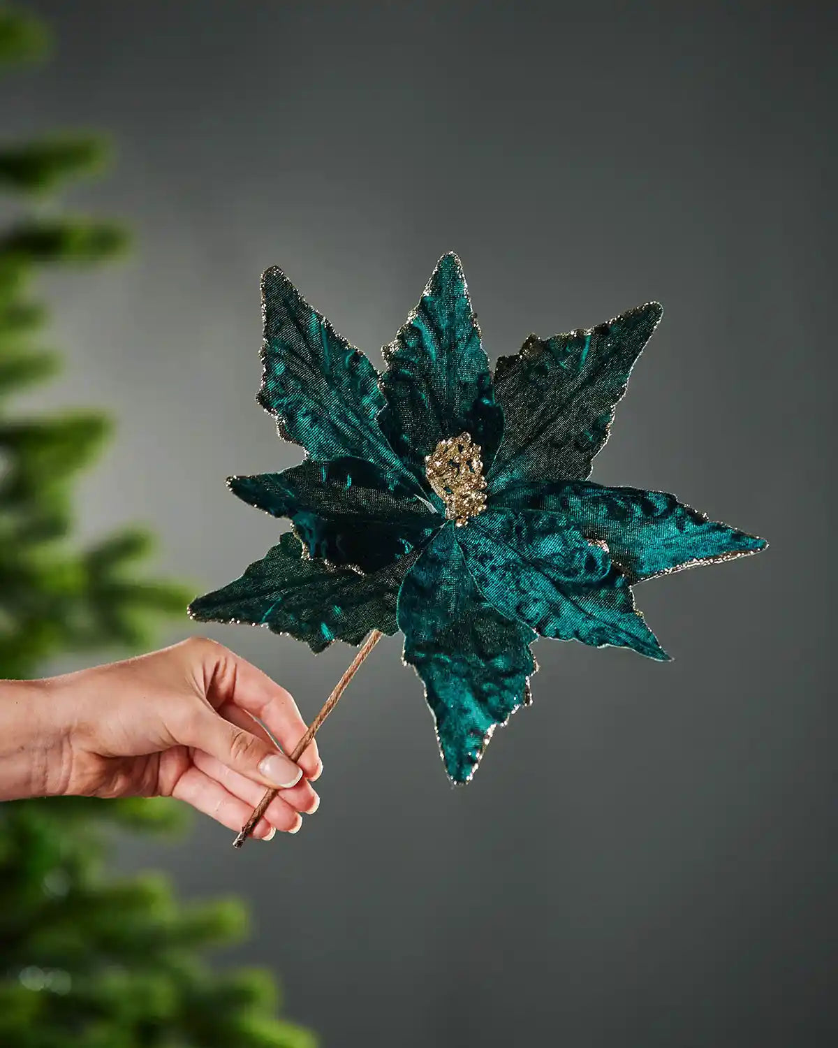Hand holding a decorative Turquoise
poinsettia against a grey background
