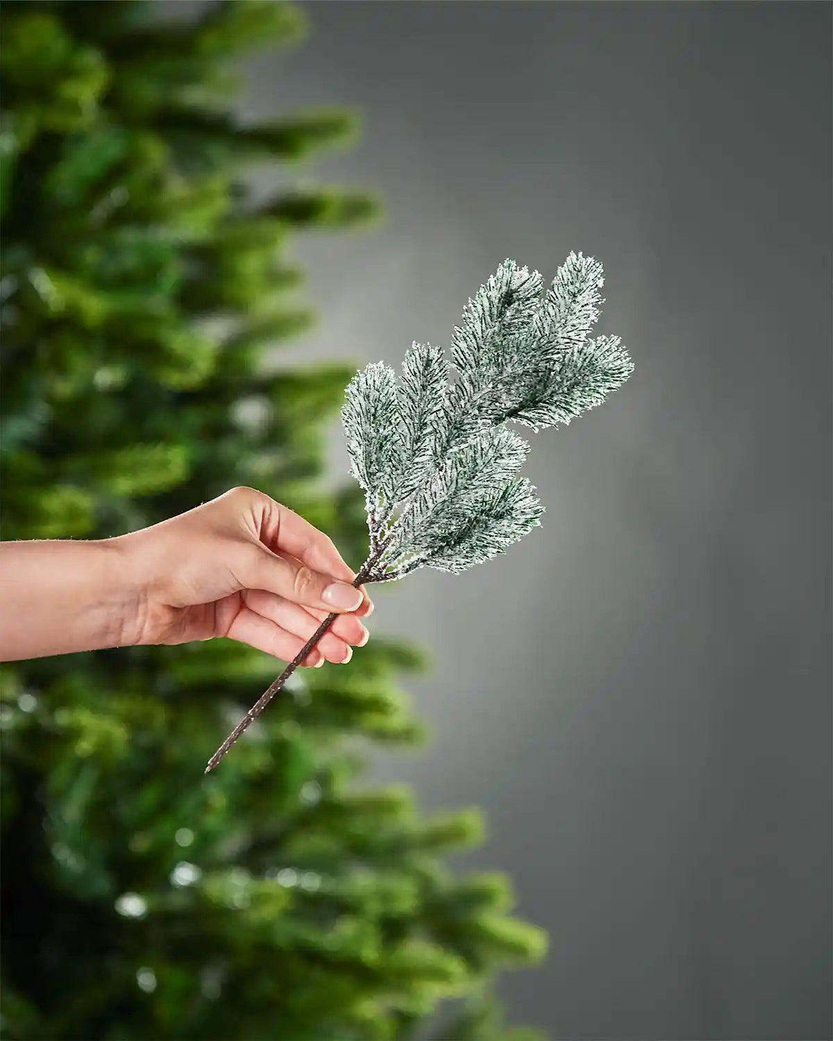 Hand holding a decorative frosted pine branch against a blurred Christmas tree background