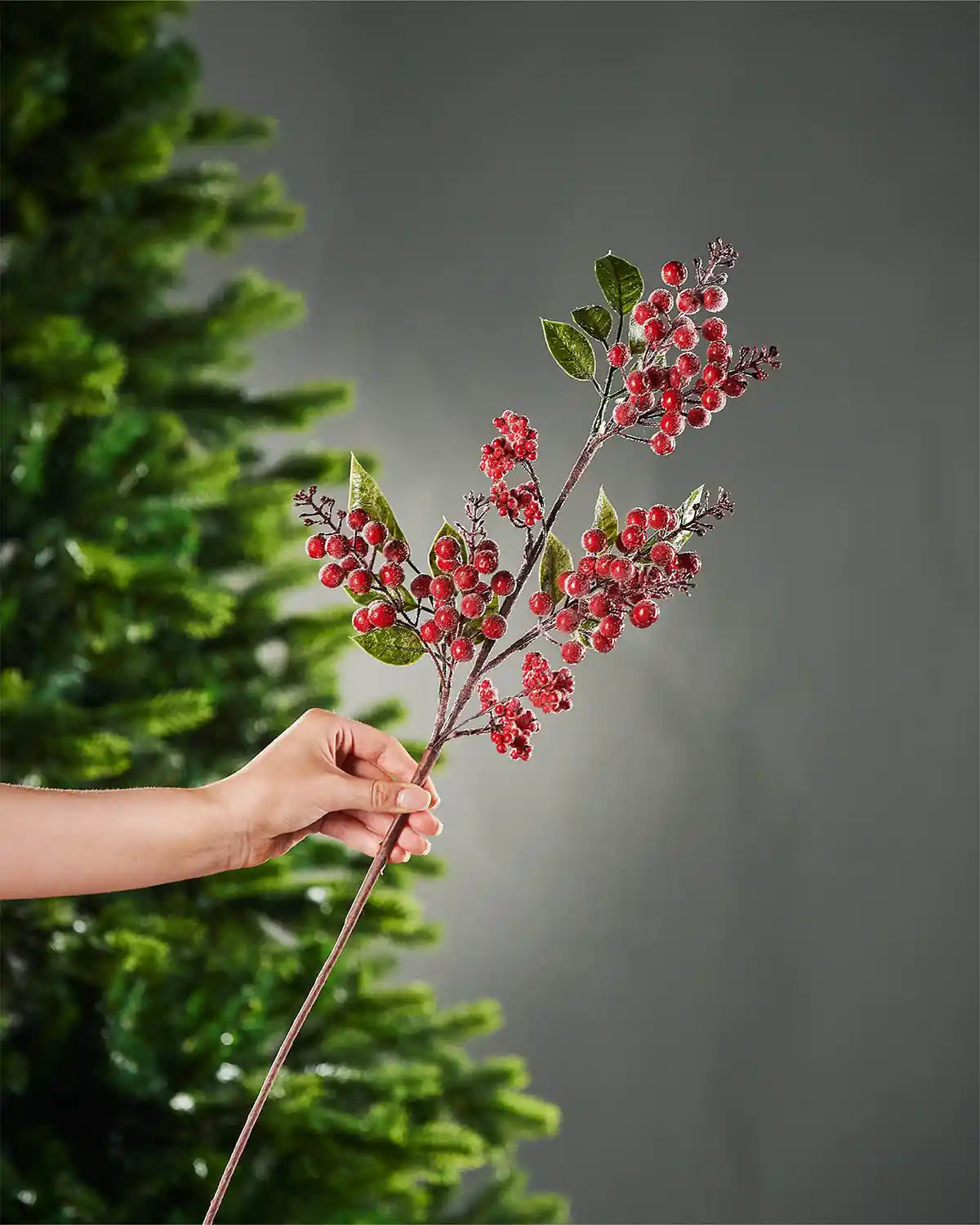 A hand holding the stem of frosted red berries spray in front of Christmas tree and grey wall background