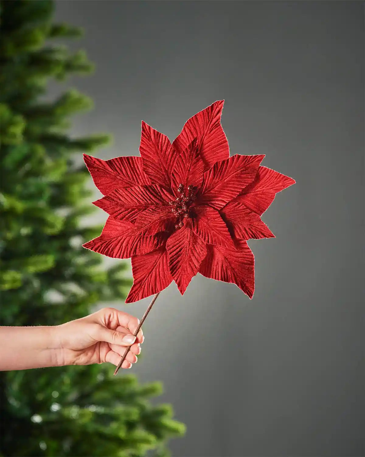 A hand holding the stem of the red velvet-look poinsettia flower in front of a Christmas tree and grey wall background