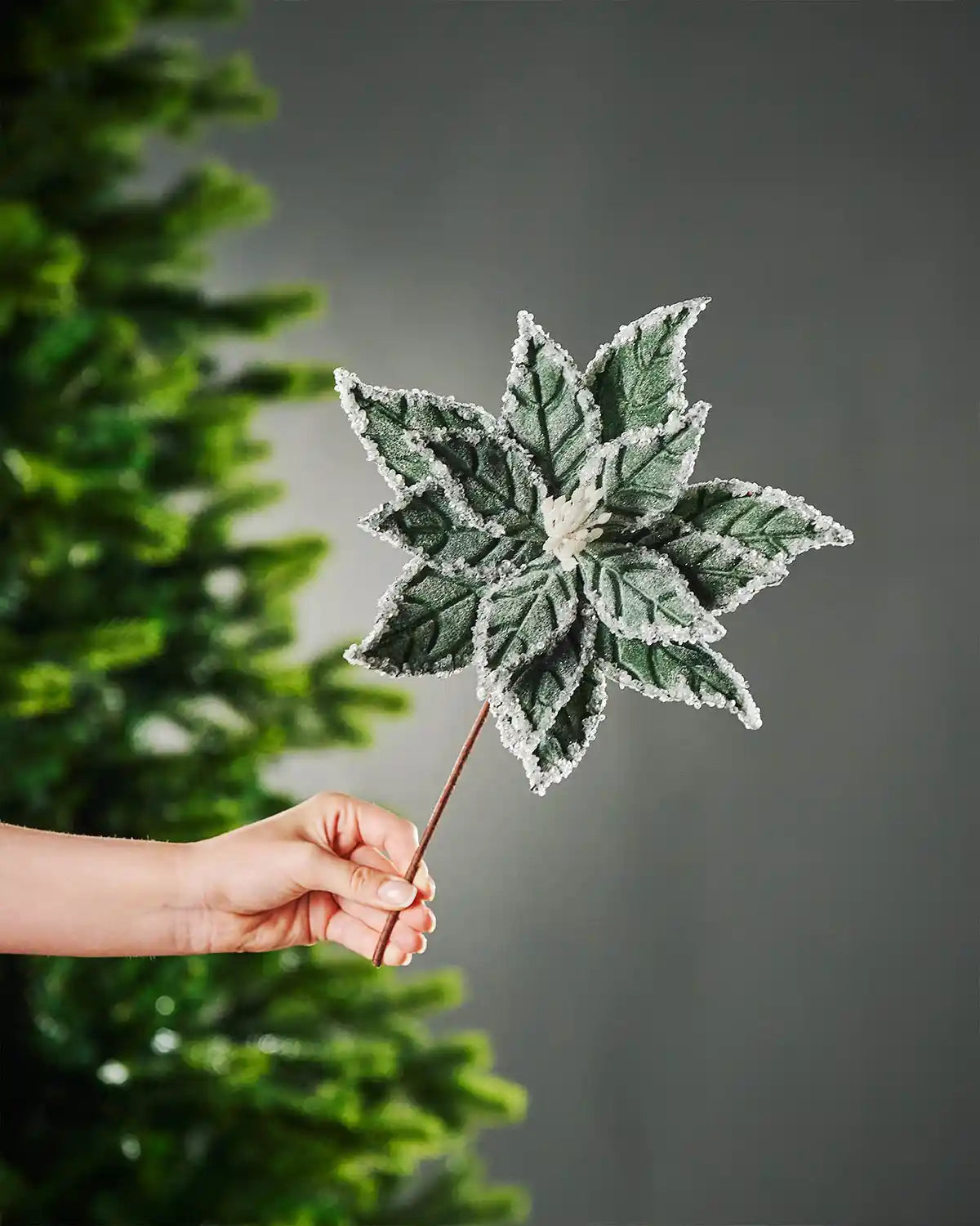 A hand holding the stem of a sage green velvet-look frosted artificial poinsettia flower in front of a Christmas tree and grey wall background