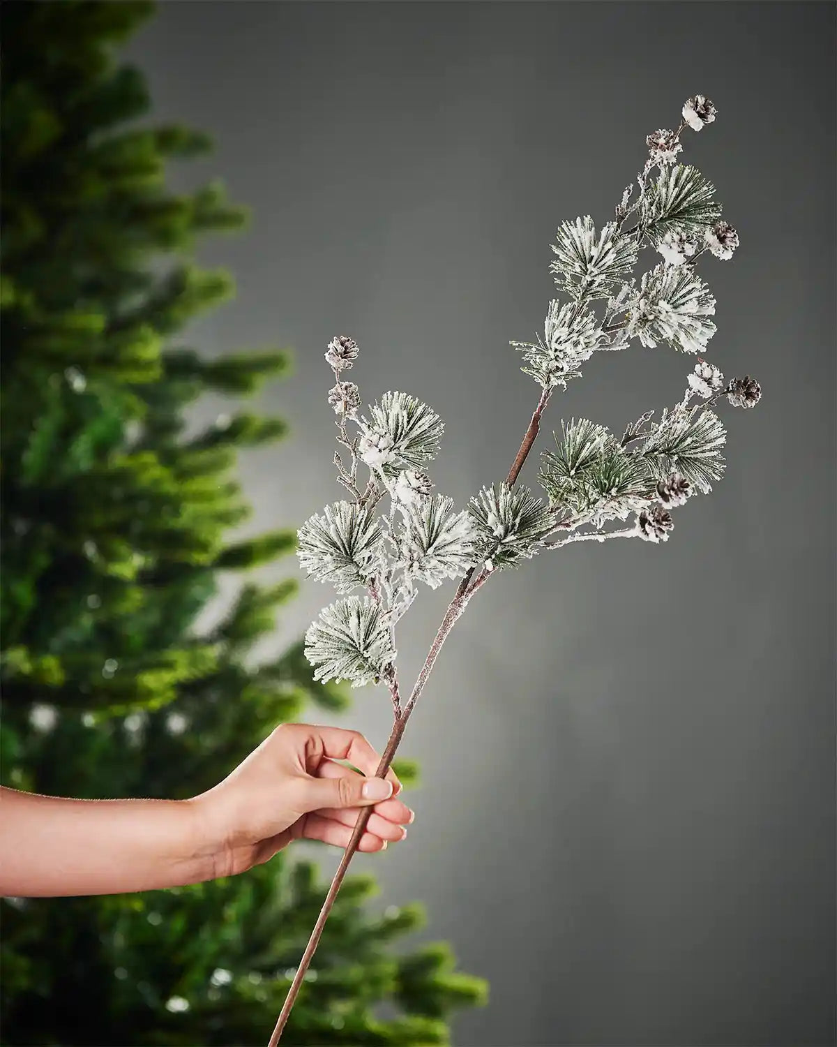 A hand holding the stem of snow-flocked pinecone spray in front of a Christmas tree and grey wall background