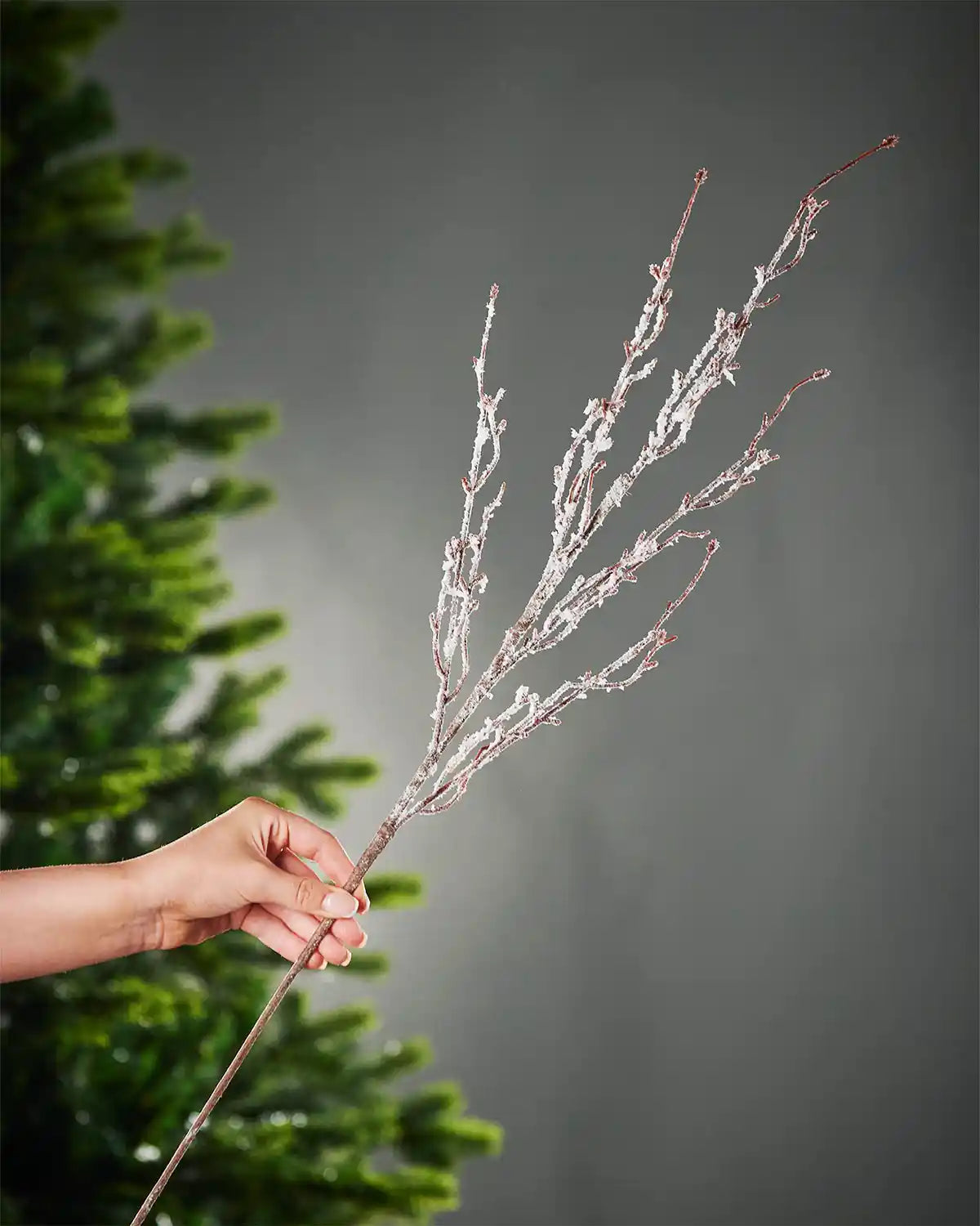 A hand holding the snow-flocked twig spray by the brown stem in front of a Christmas tree and grey wall background