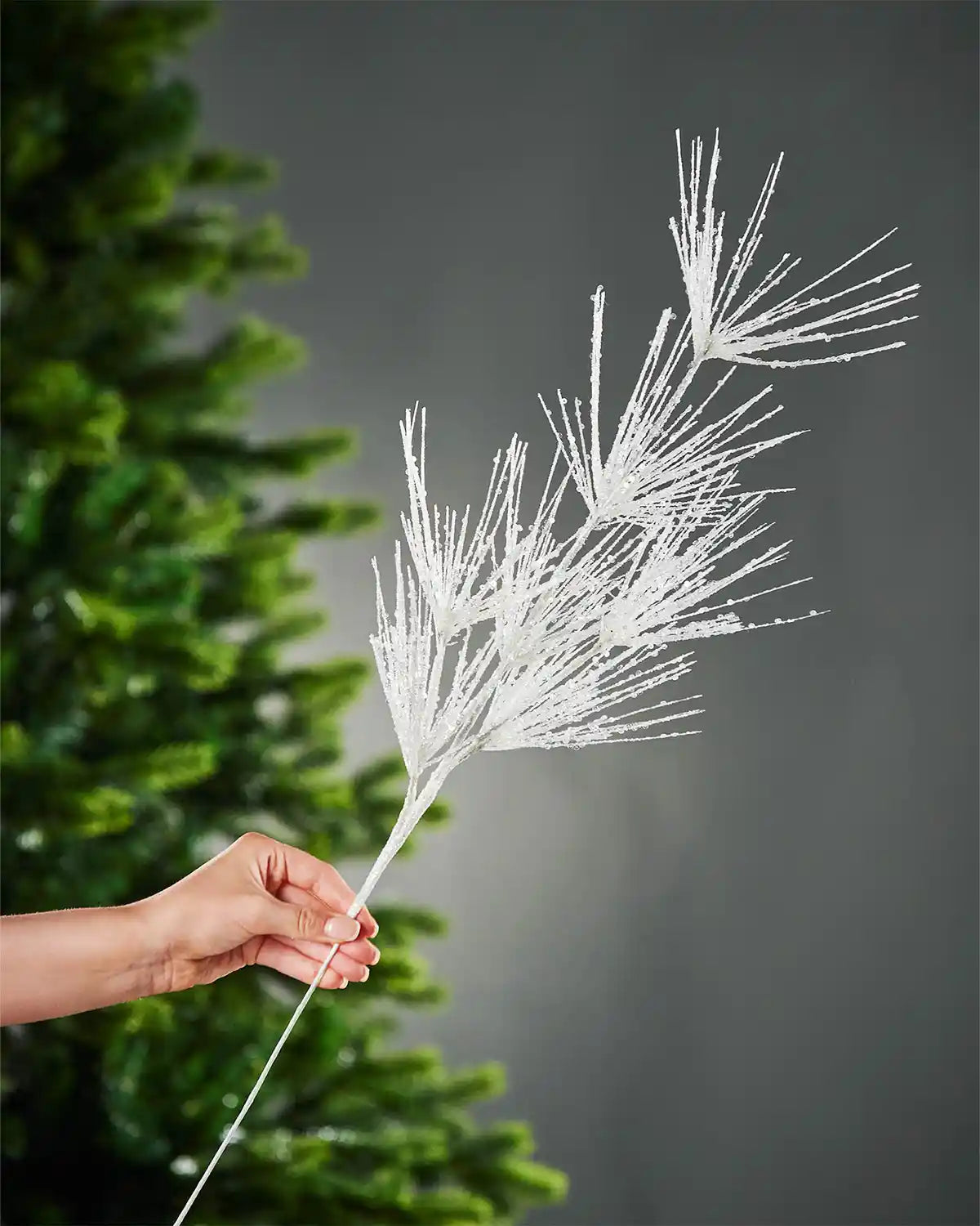 A hand holding the stem of white glitter firework spray in front of Christmas tree and grey wall background