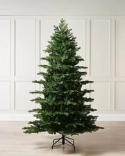 Himalayan Fir Christmas Tree, 7ft against a cream panel back ground 