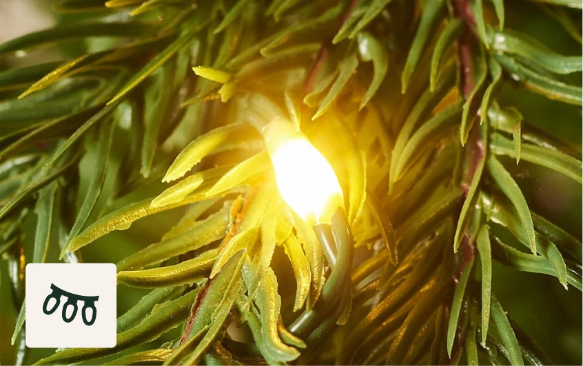 570 Warm White LEDs