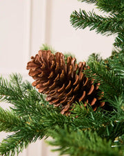 Large pinecone placed on a Christmas tree branch with a blurred cream background