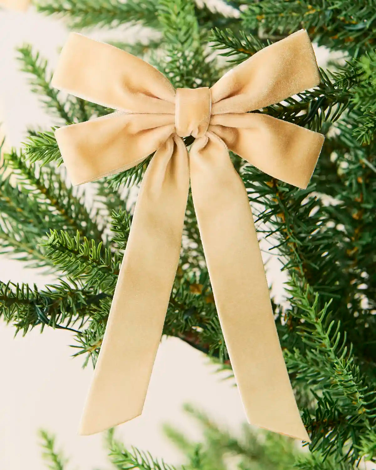Latte 16.5 cm velvet double bow with long tails attached to a Christmas tree branch.
