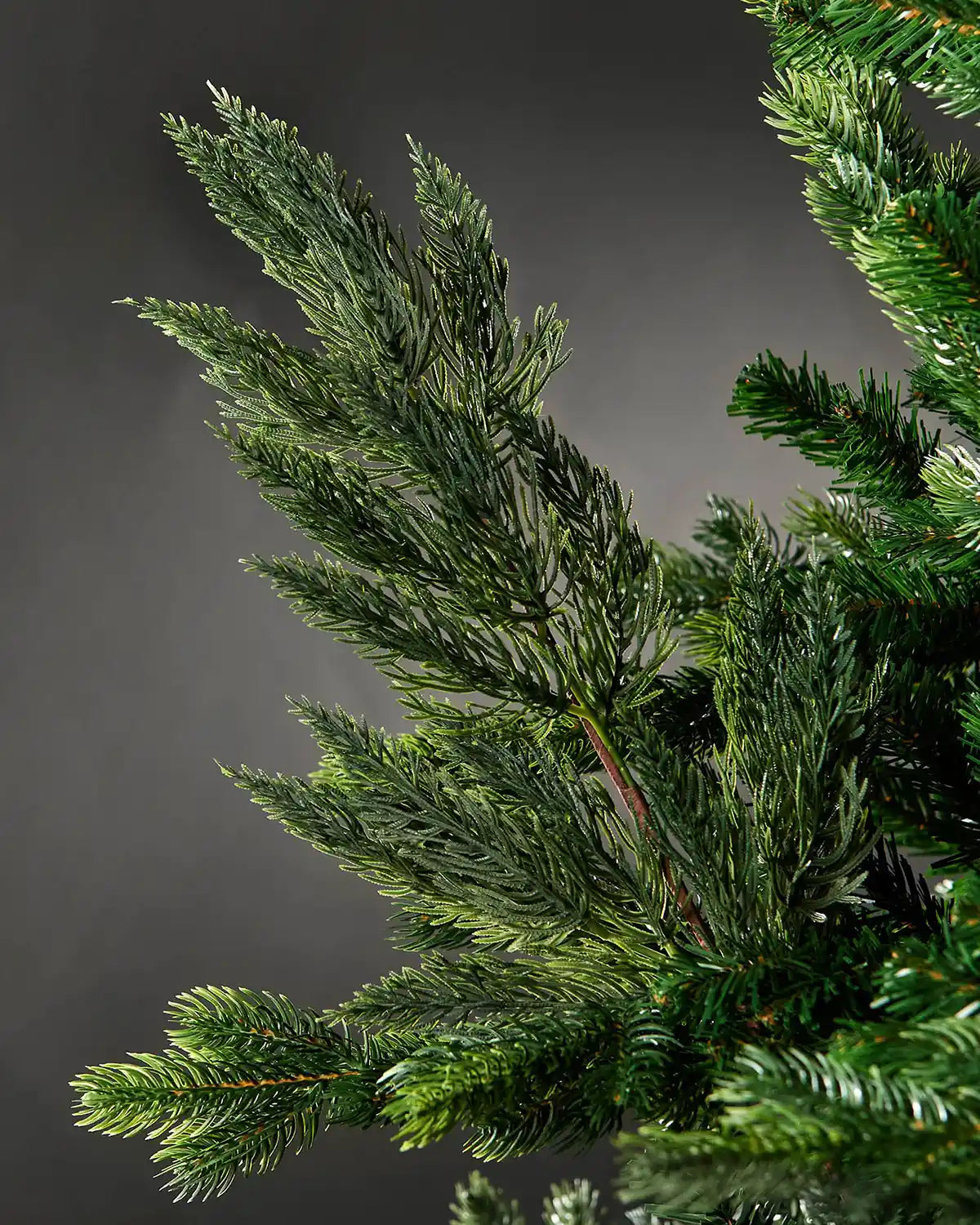 Close-up of sprig of natural pine Christmas tree pick attached to tree in front of grey wall background