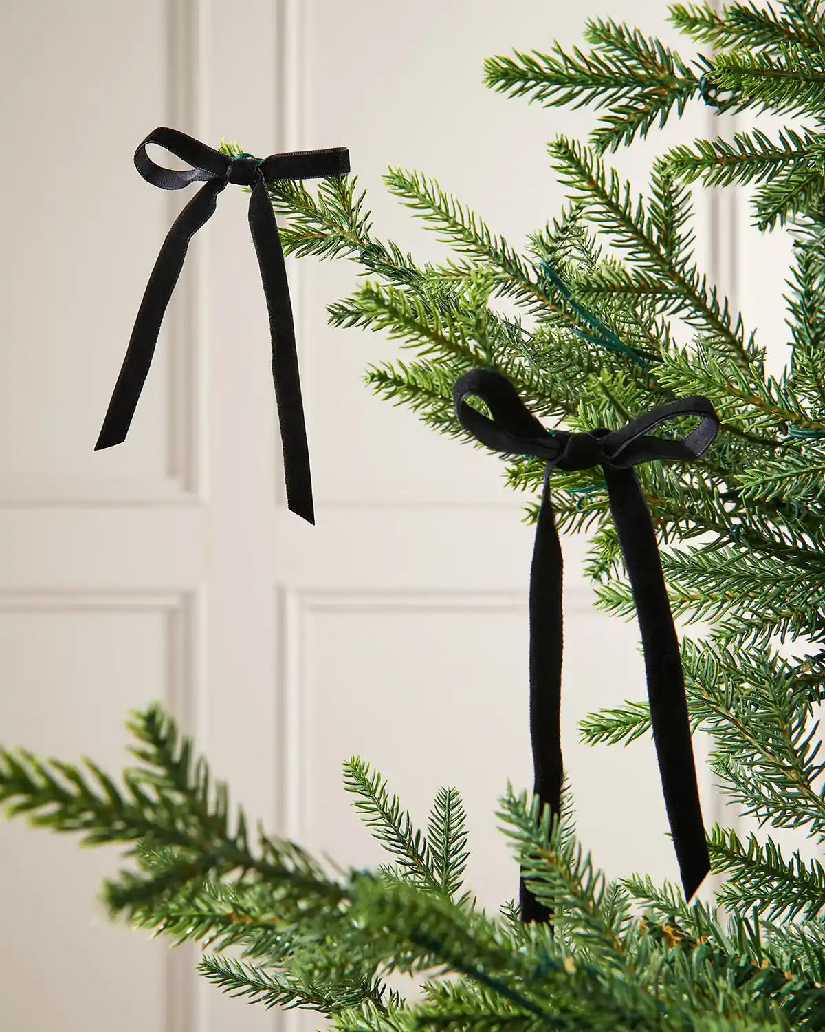 A pair of black velvet bows on the edge of Christmas tree branches in front of a white background