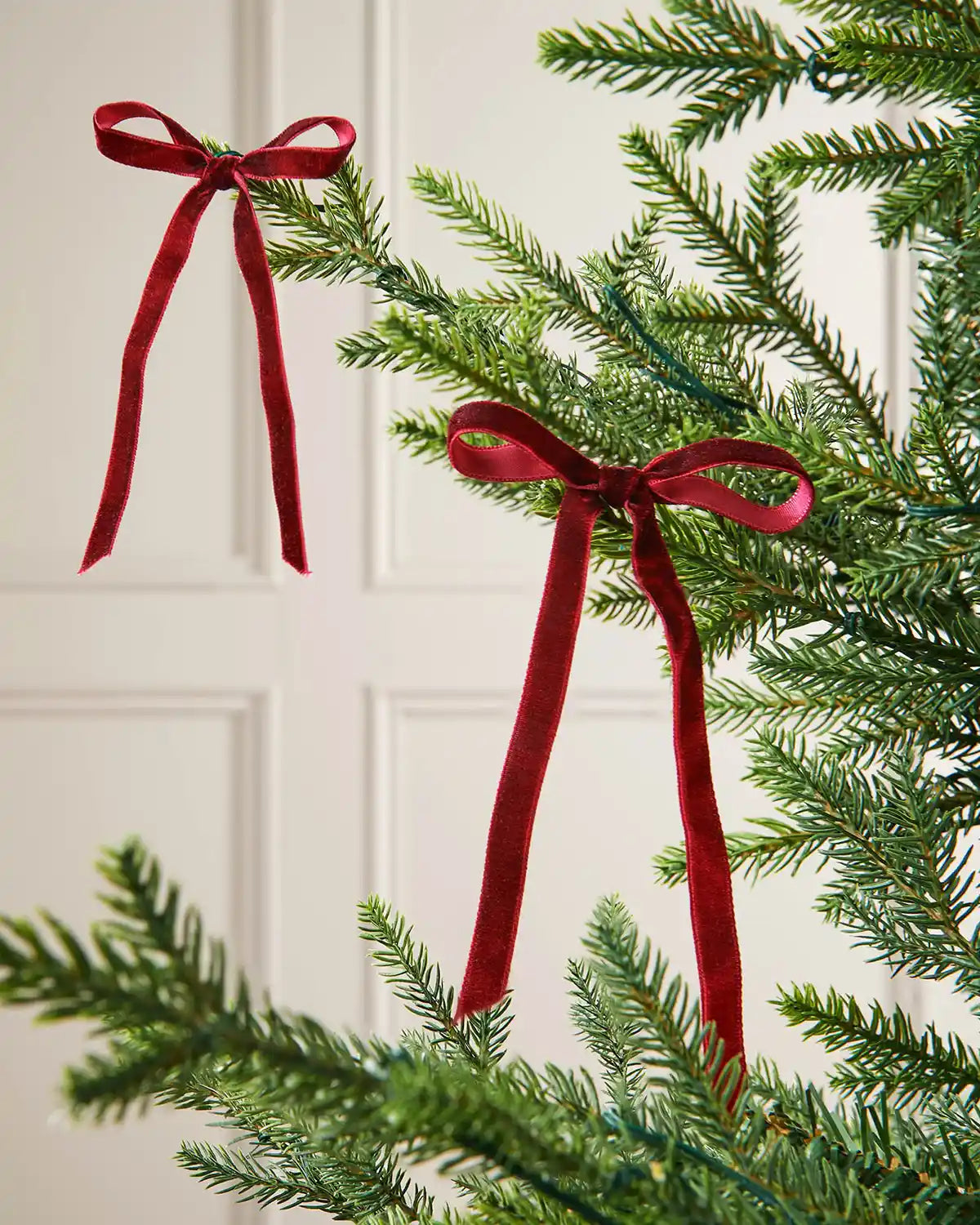 A pair of burgundy velvet bows on the edge of Christmas tree branches in front of a white background