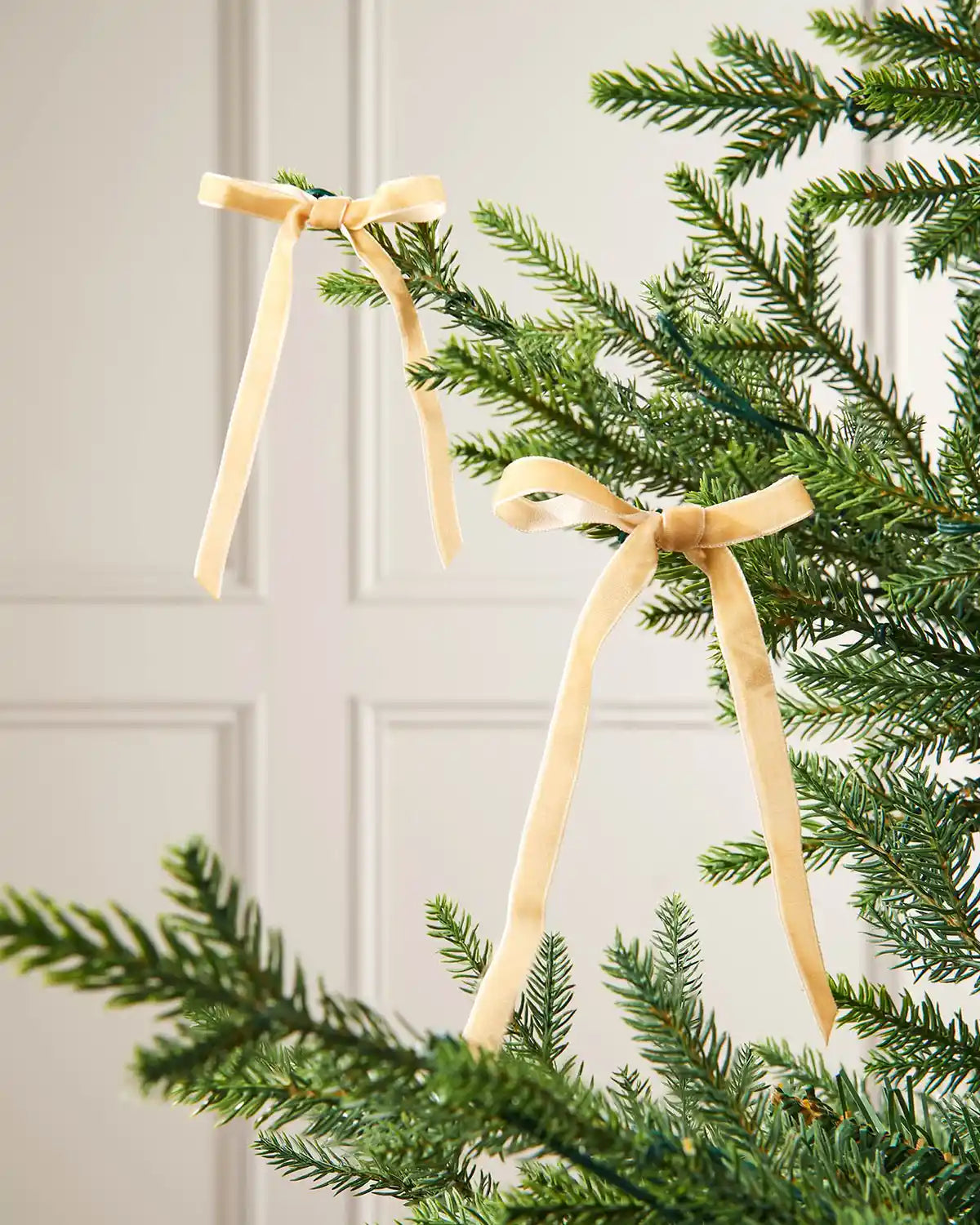 A pair of gold velvet bows on the edge of Christmas tree branches with a white background